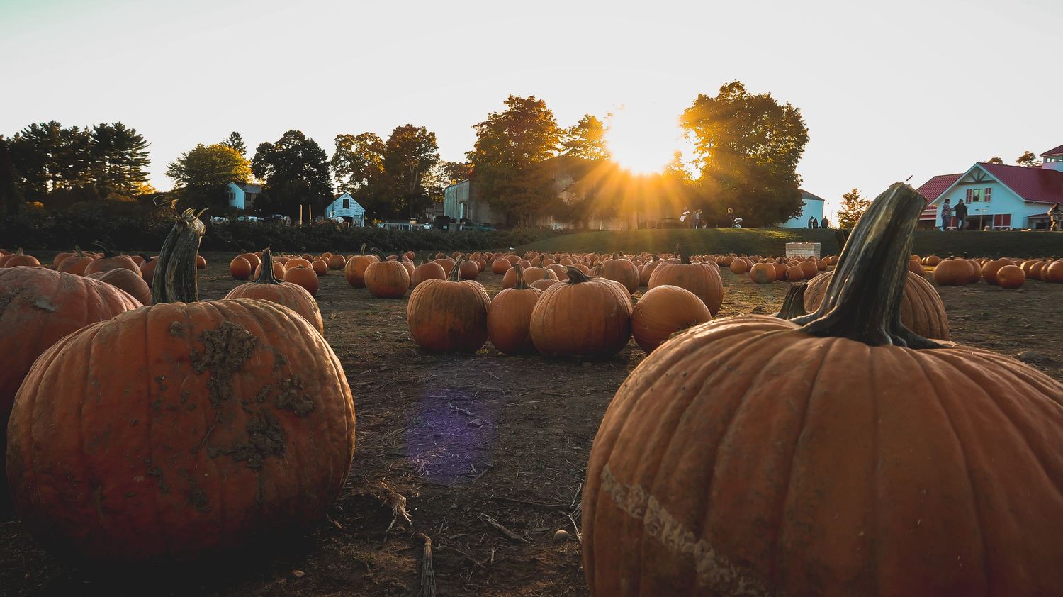 Golden sunset over a large pumpkin patch with rows of ripe orange pumpkins.