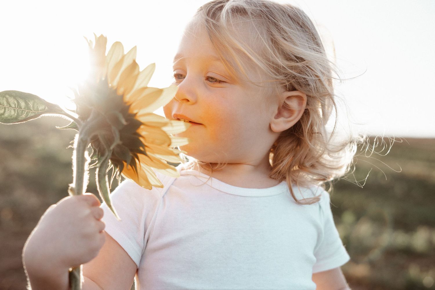 Adorable blond toddler in white bodysuit smelling a large sunflower in golden sunlight.