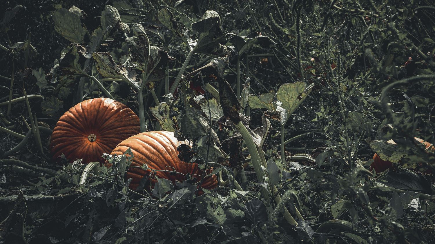 Two orange pumpkins rest among dark green foliage in a moody autumn garden setting.