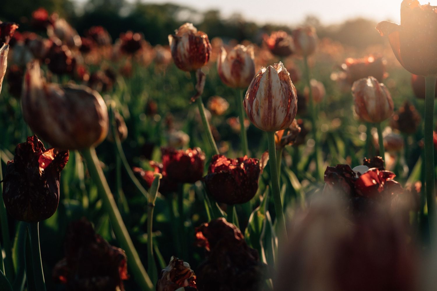 Dark red tulips glowing in warm sunset light in a field.
