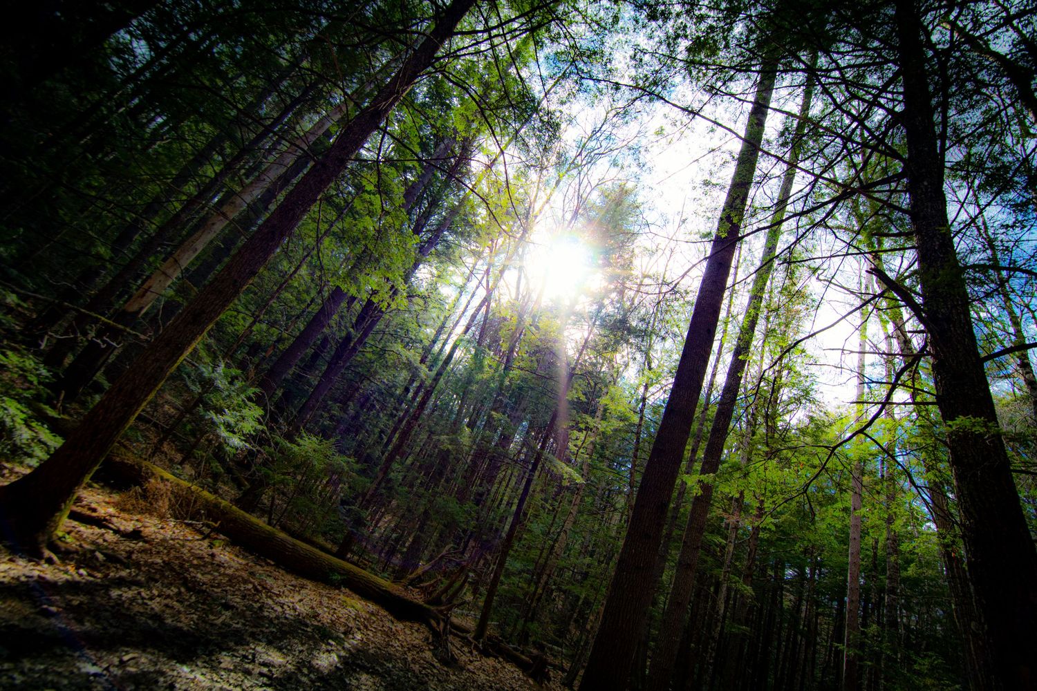 Sunlight streams through tall forest trees illuminating a scenic woodland trail.
