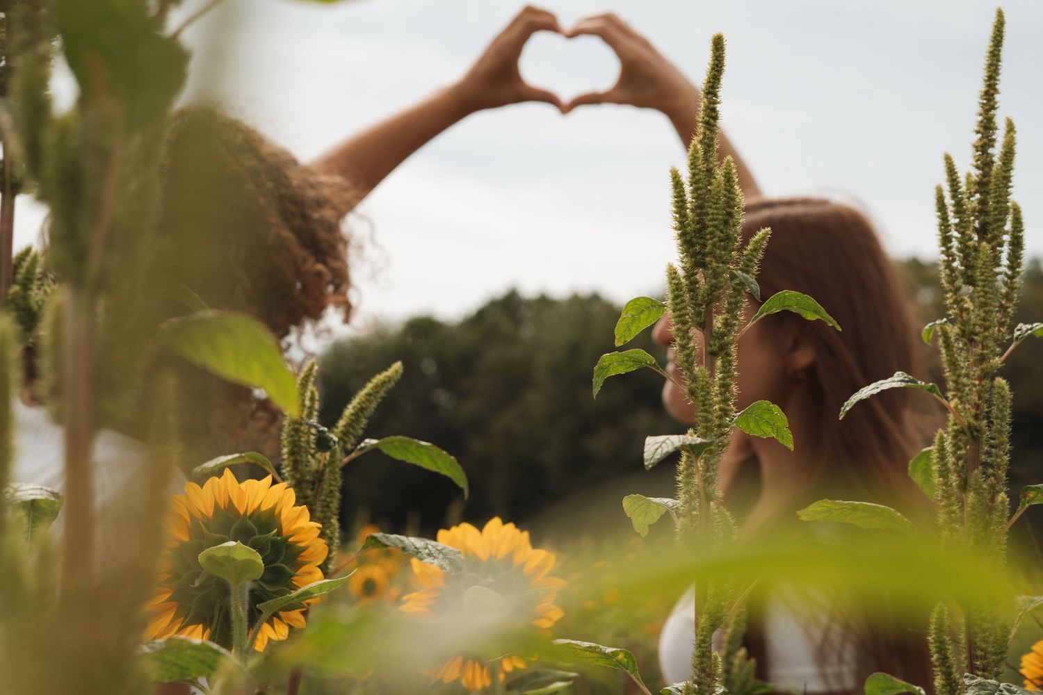 Two people forming a heart shape with hands above sunflowers.