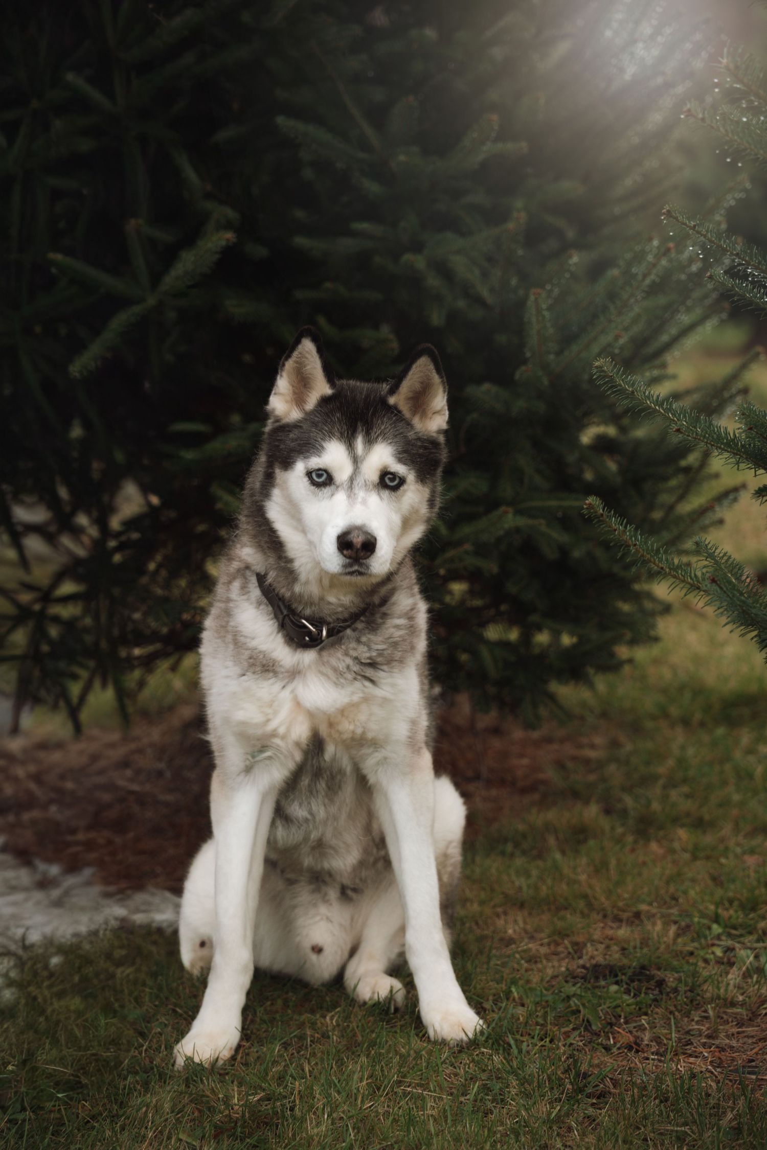 Siberian husky with blue eyes sitting in front of evergreen trees.