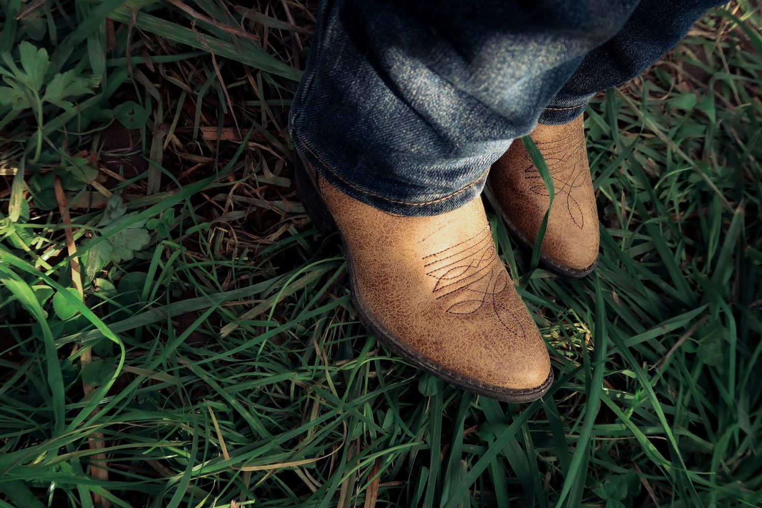 Close-up of worn cowboy boots and blue jeans standing in lush green grass.