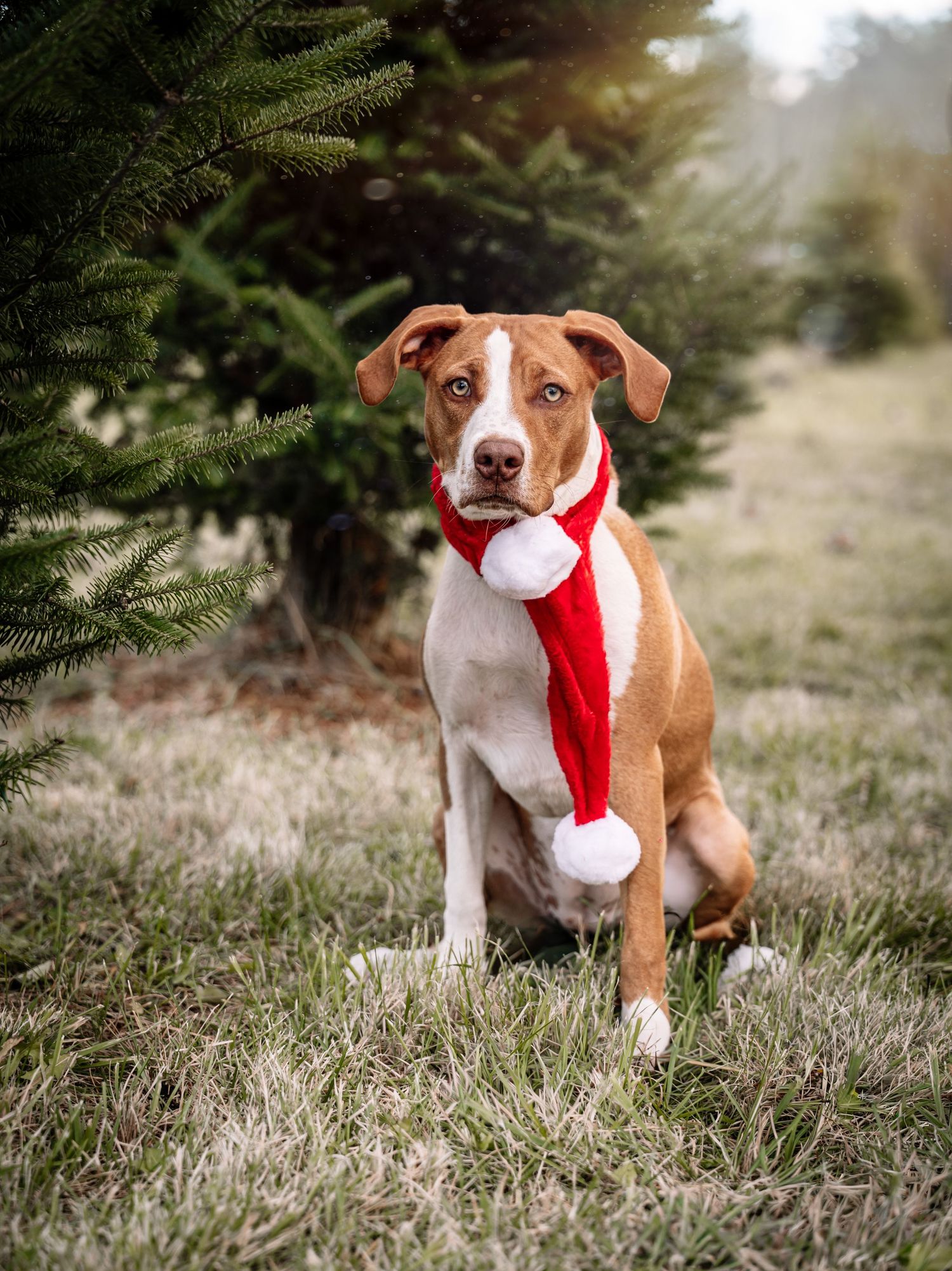 Brown and white dog wearing Santa hat at Christmas tree farm.