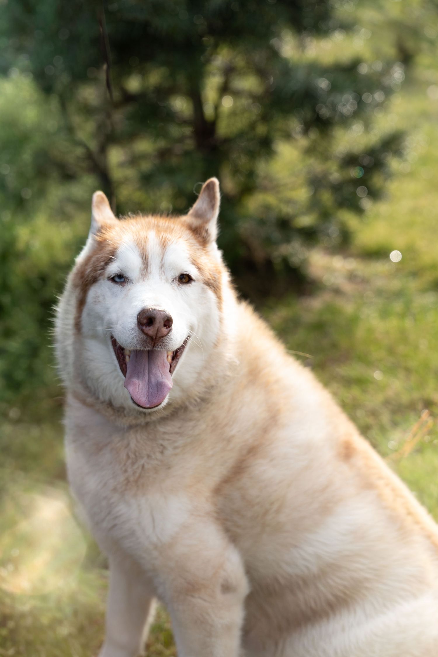 Happy fluffy husky dog with tongue out sitting outdoors.