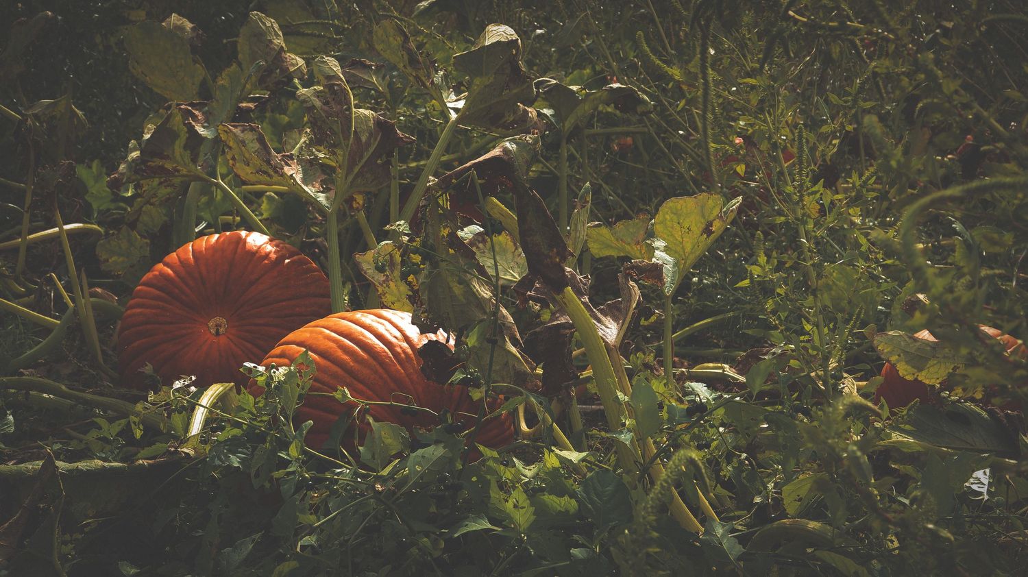 Two ripe orange pumpkins nestled among green foliage in a garden patch.