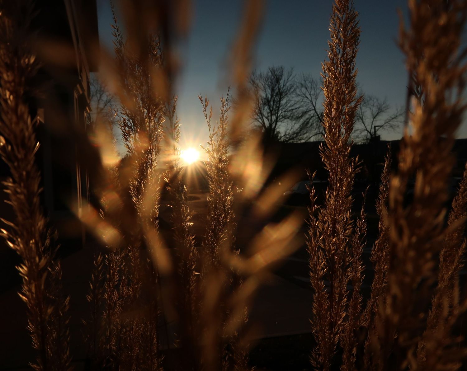 Golden ornamental grass catches the last rays of a stunning winter sunset silhouette.