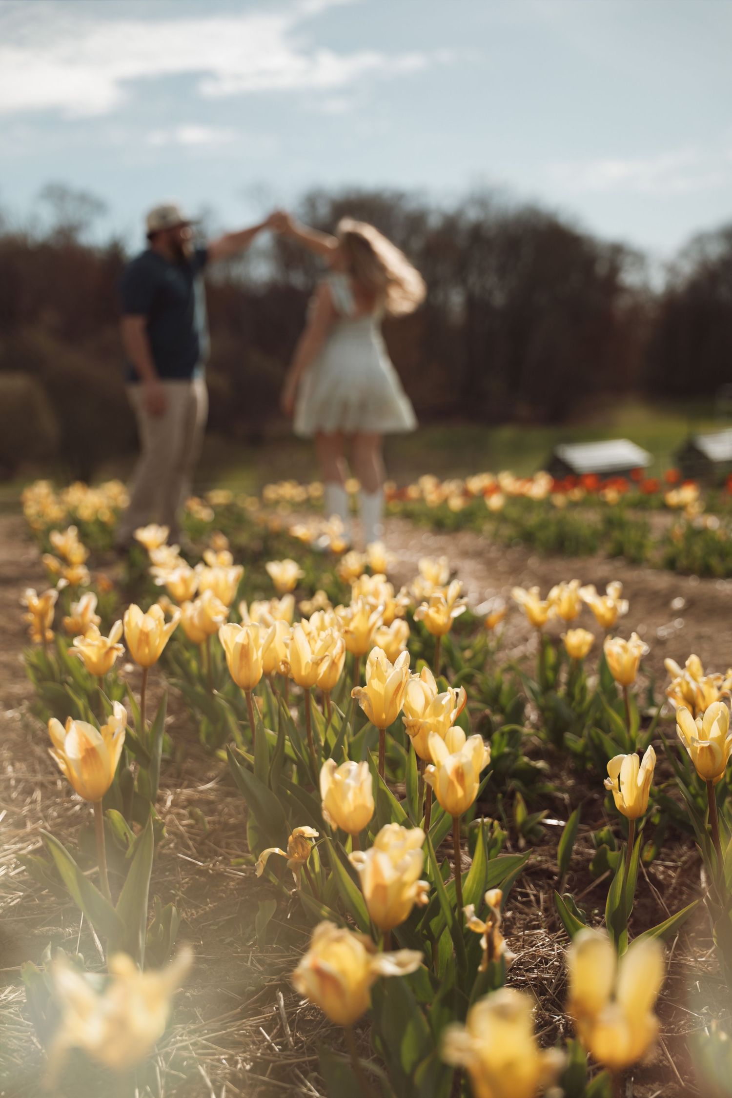 Couple dancing in soft focus background behind rows of vibrant yellow tulips in a garden.