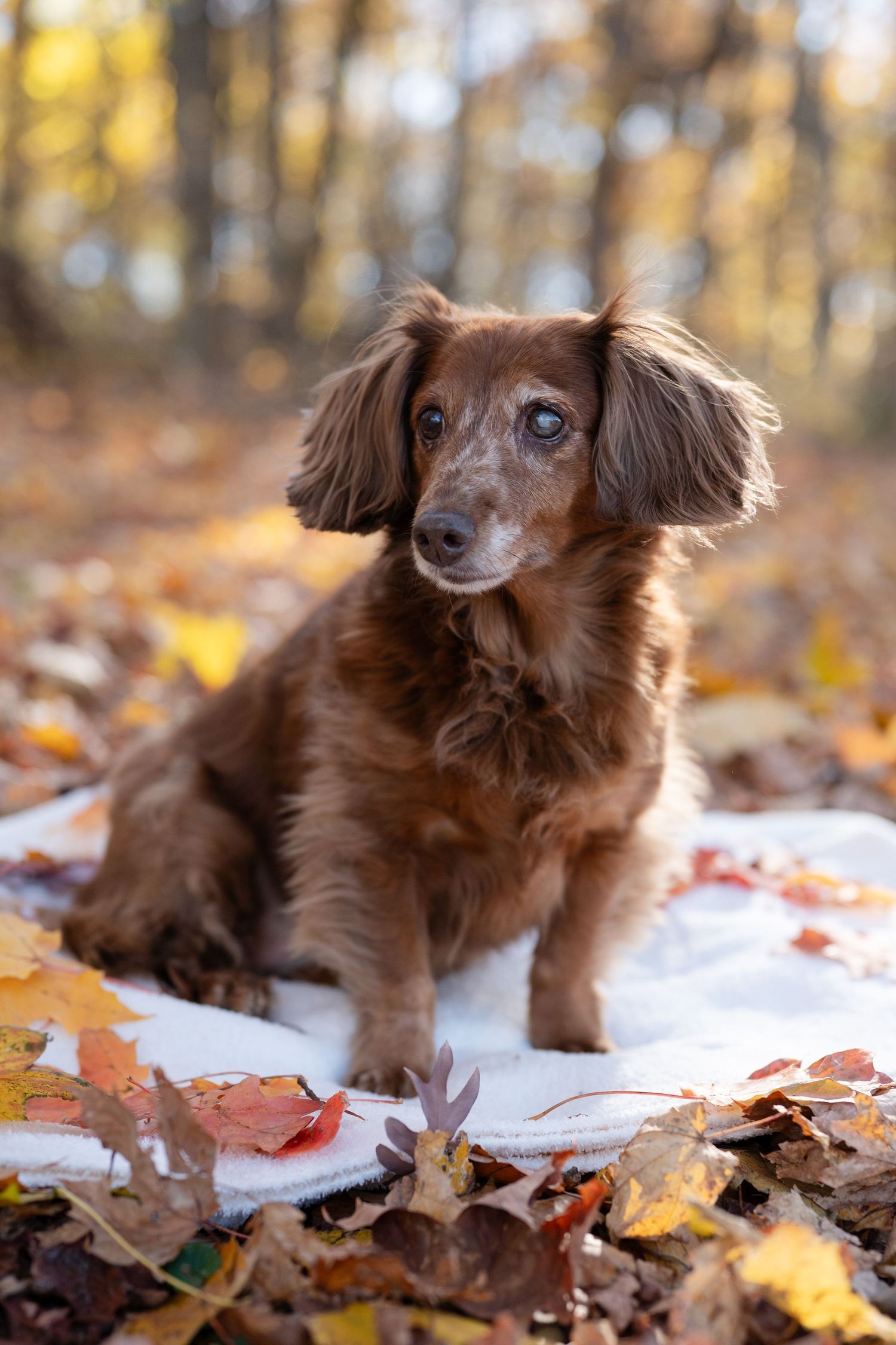 Long-haired dachshund sitting in autumn leaves with beautiful fall foliage background.