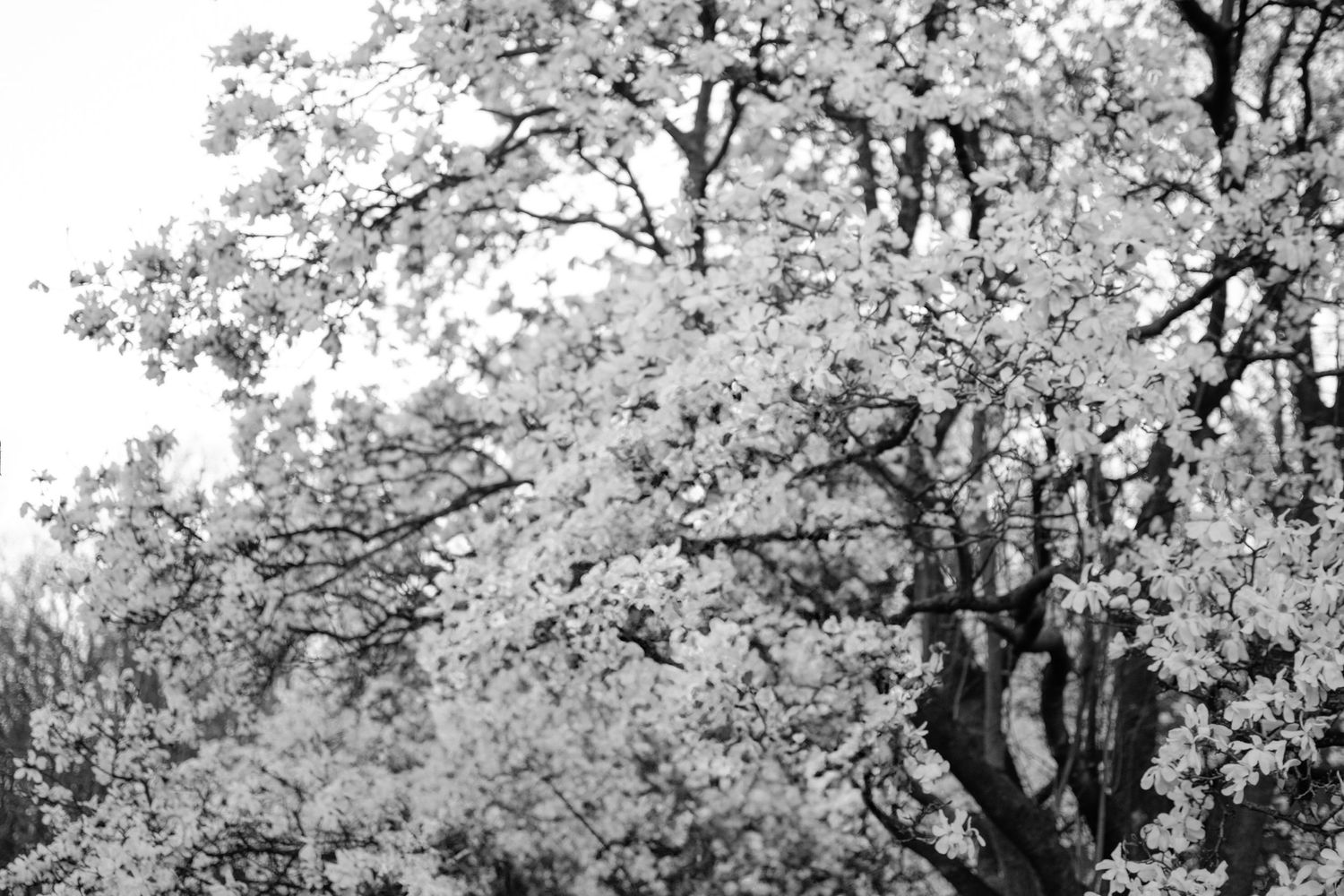 Black and white photograph of flowering tree branches with delicate blossoms against a light sky.