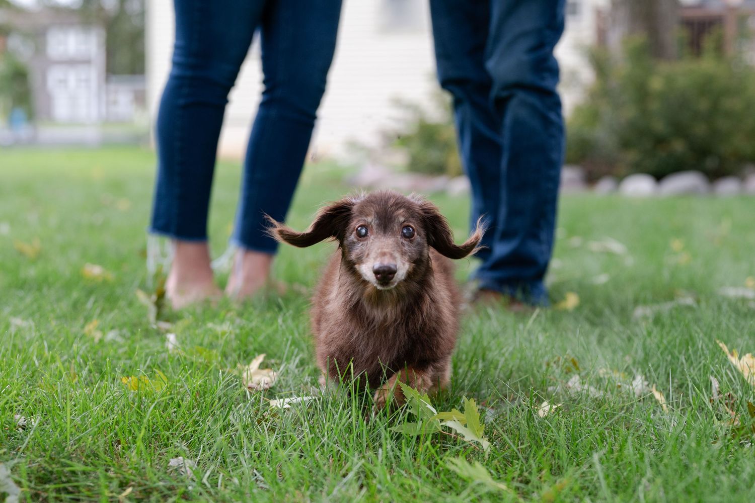 Small brown dog stands in grass with two pairs of legs visible in background.