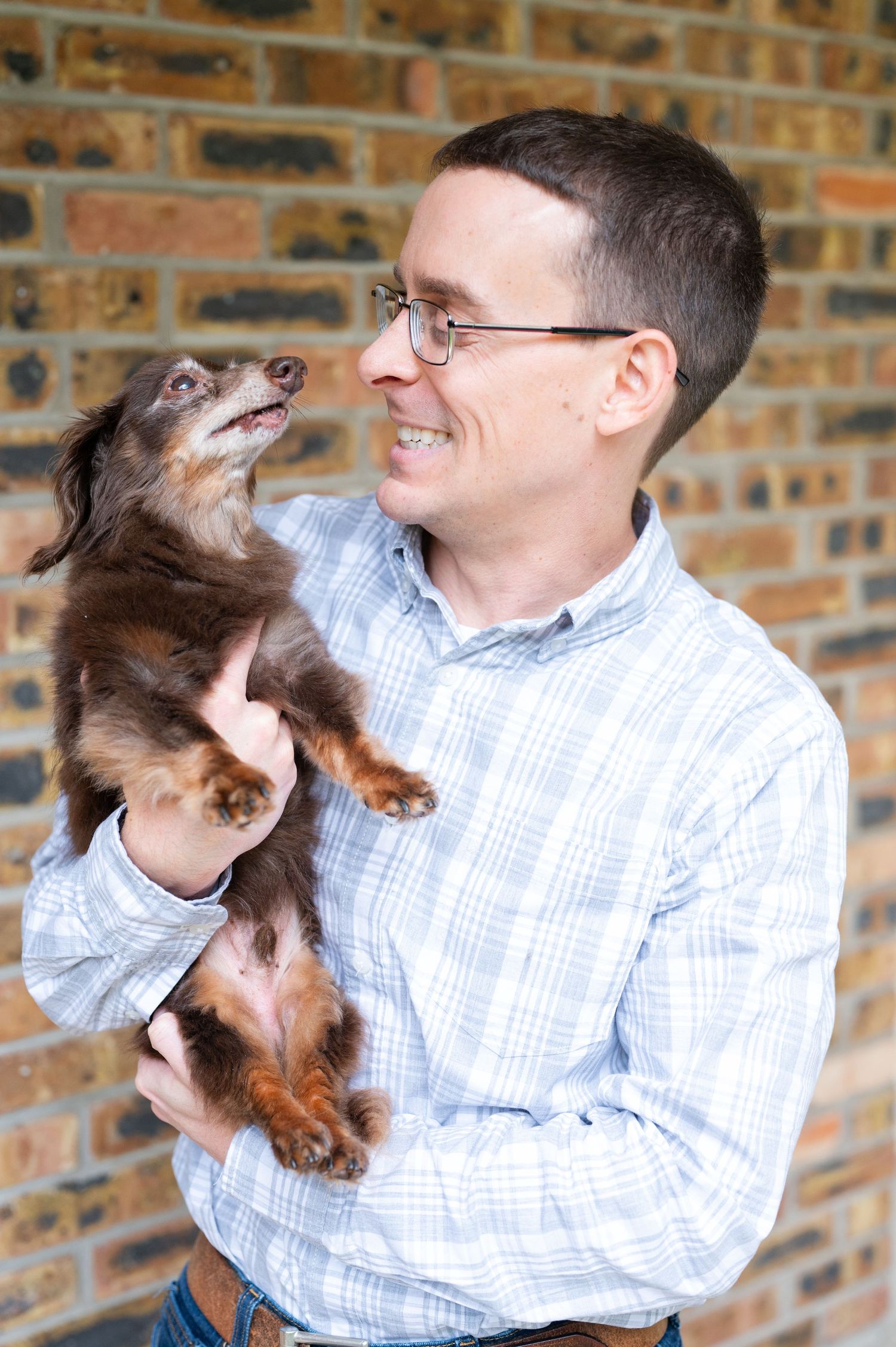Adorable dachshund puppy interacting lovingly with their owner in front of brick wall.