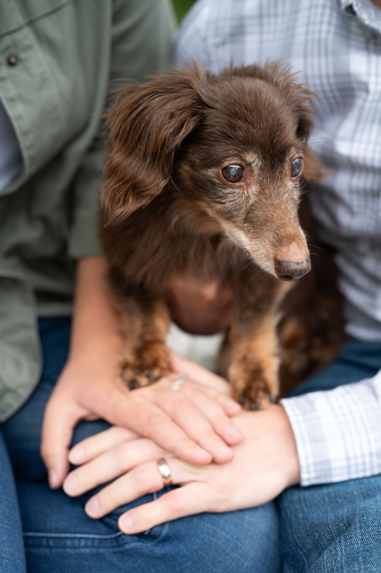 Close-up portrait of a brown dachshund puppy with soulful eyes sitting on lap.