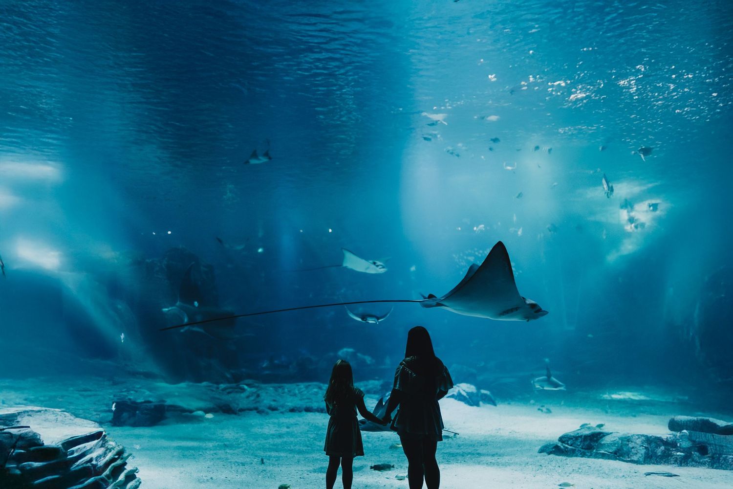 Two silhouettes watching manta rays glide through a large illuminated aquarium tank.
