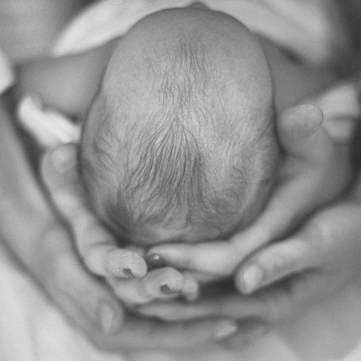Close-up black and white image of tiny newborn head cradled in gentle hands.