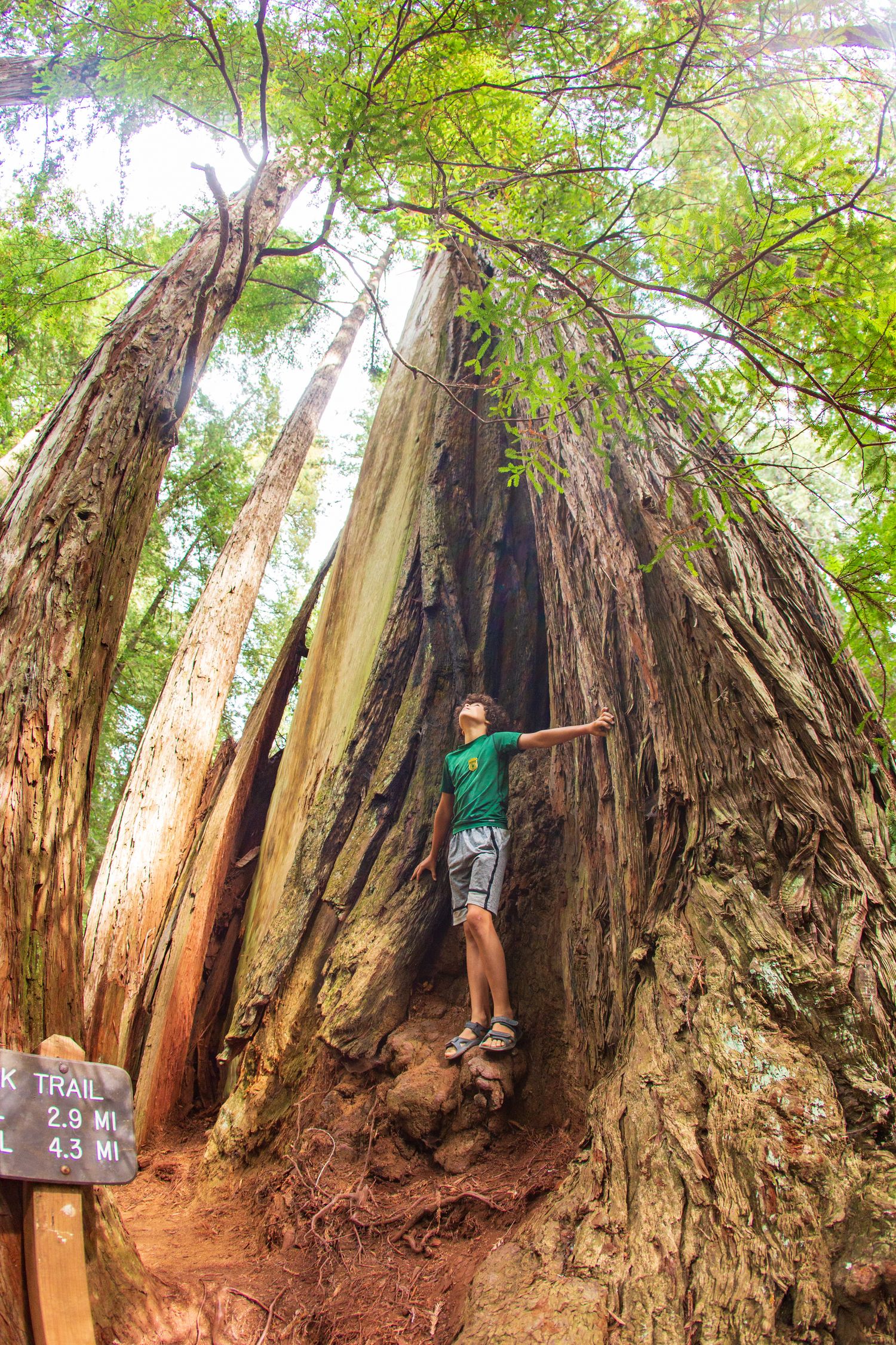 Person standing inside hollow trunk of massive redwood tree on forest trail.