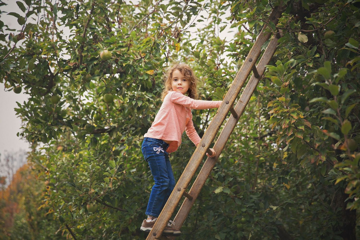 A child climbs a wooden ladder propped against an apple tree in an orchard.