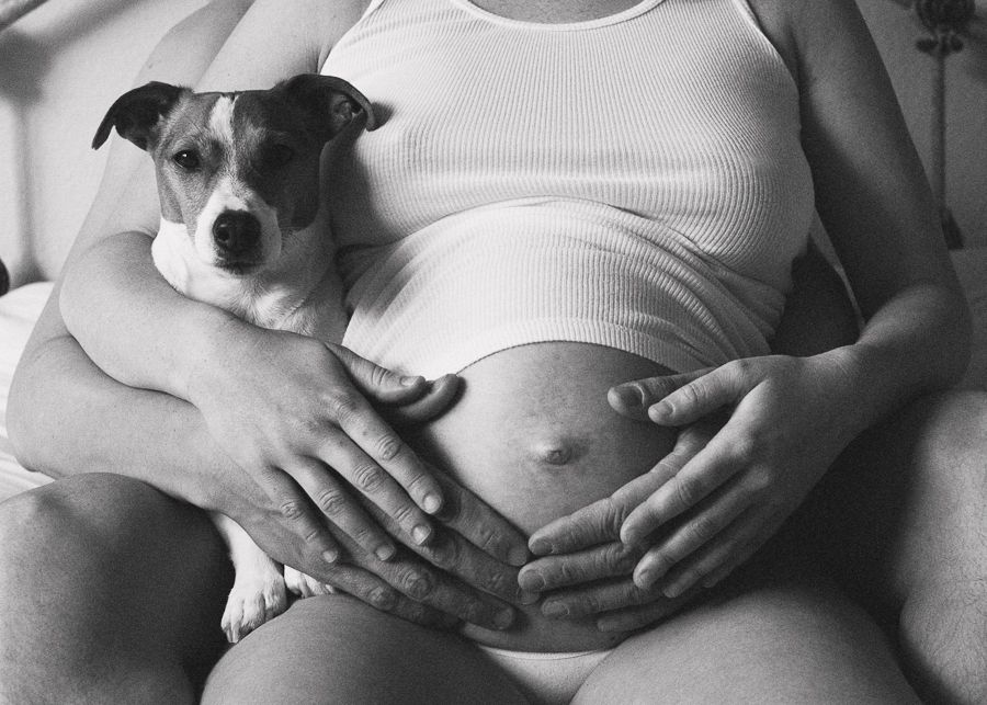 Black and white photo of a small dog resting on a pregnant belly.