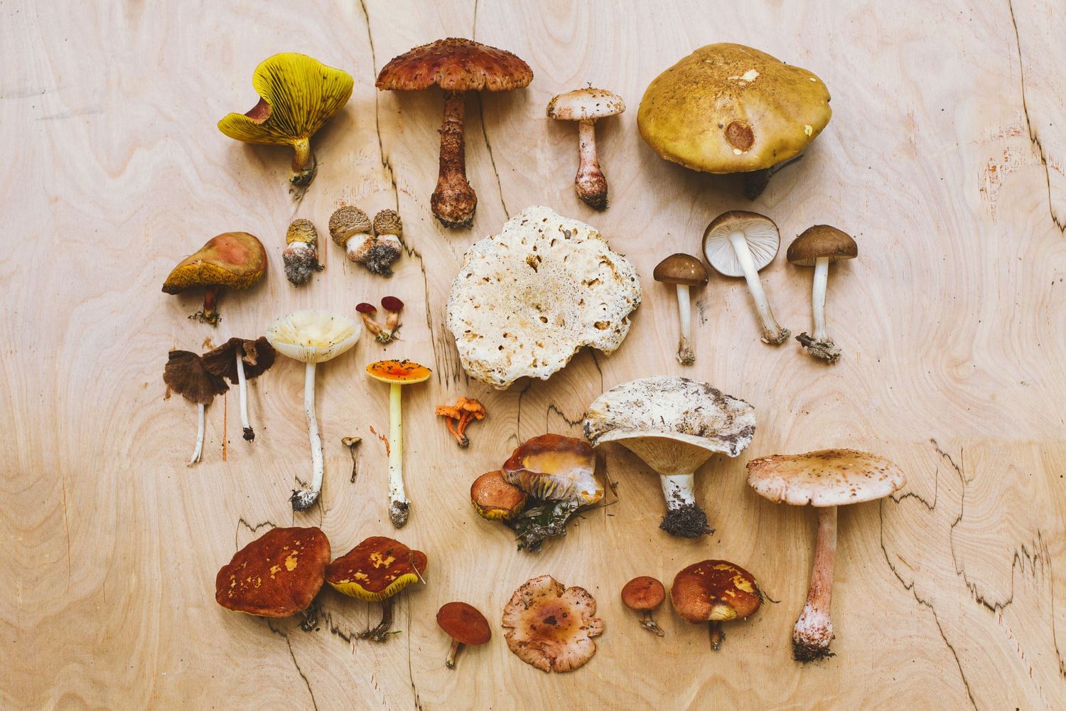 Various wild mushrooms and fungi arranged on a light wooden surface.