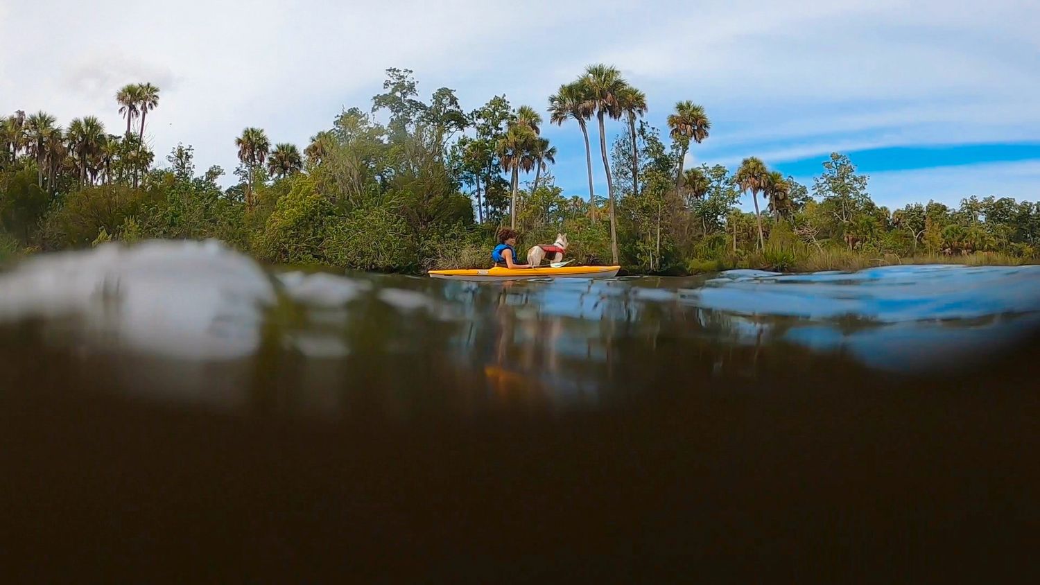 Split underwater view of Florida spring with palm trees and blue sky visible above water line.