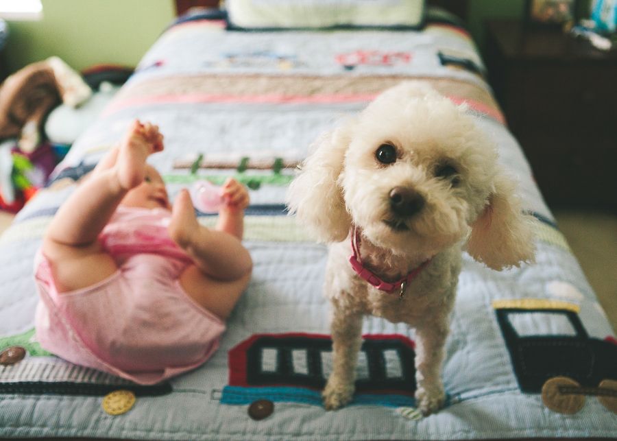 Small white dog on quilted bedspread with train pattern next to resting figure.