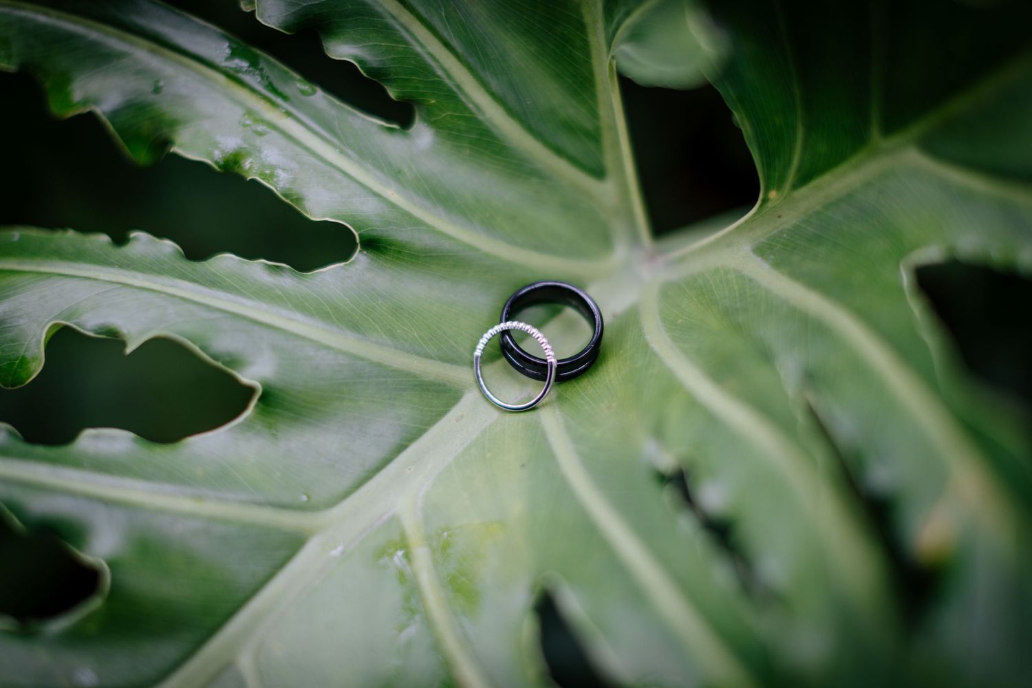 Wedding rings beautifully placed on a large tropical leaf with dramatic lighting.