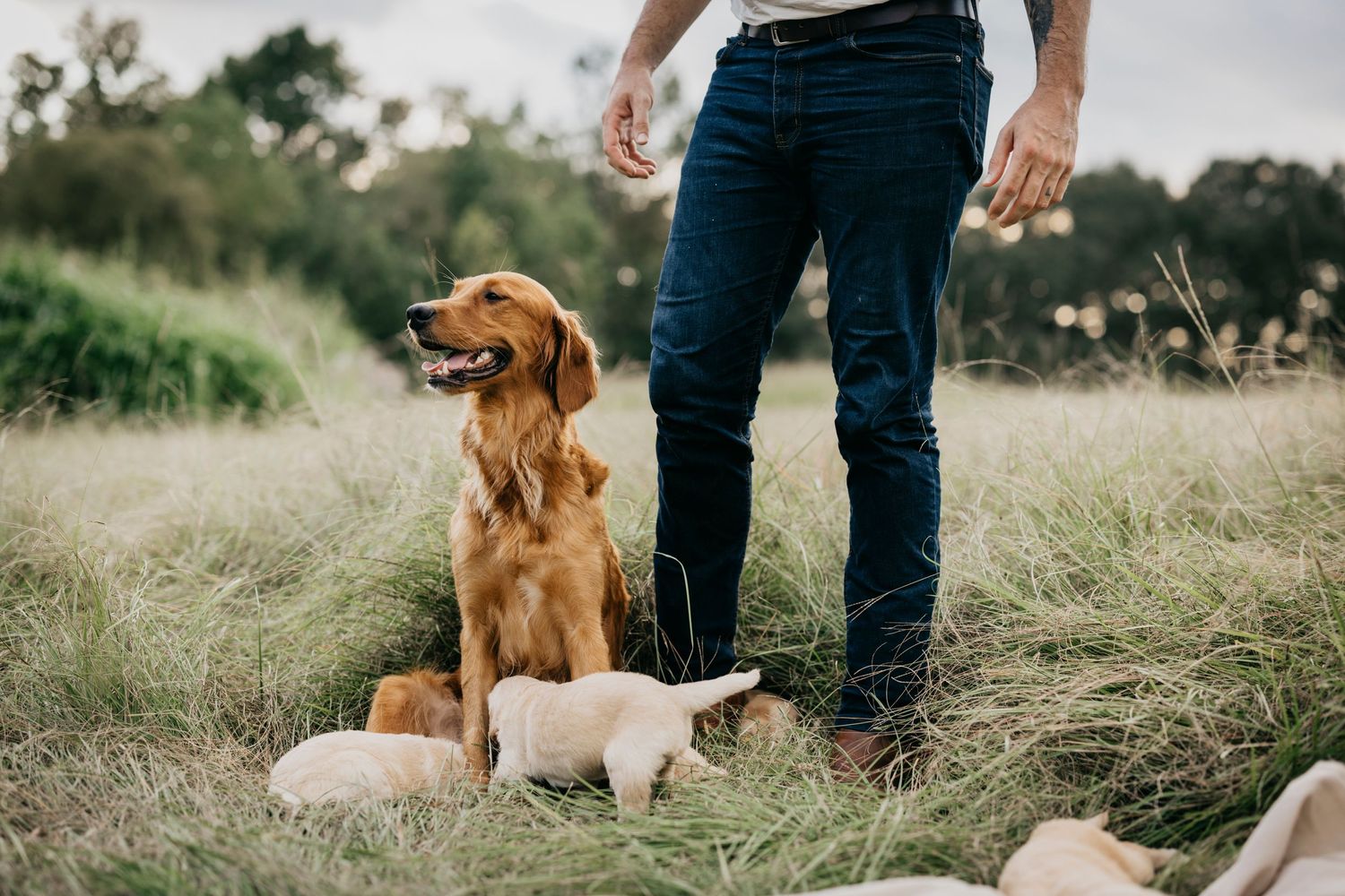 Golden retriever and white lab puppy sitting in grass beside jeans-clad legs.