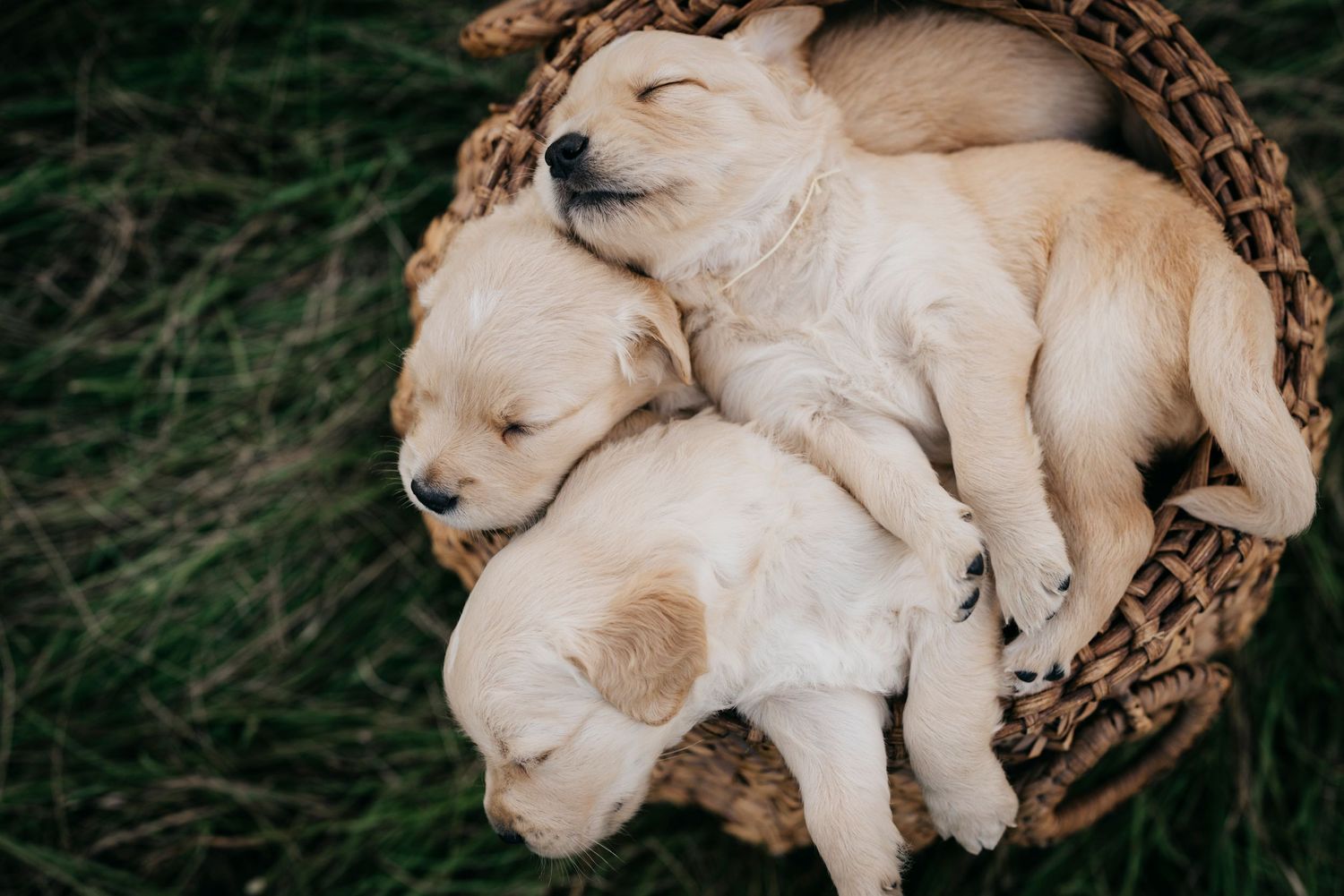 Three sleeping yellow lab puppies cuddled together in a woven basket.