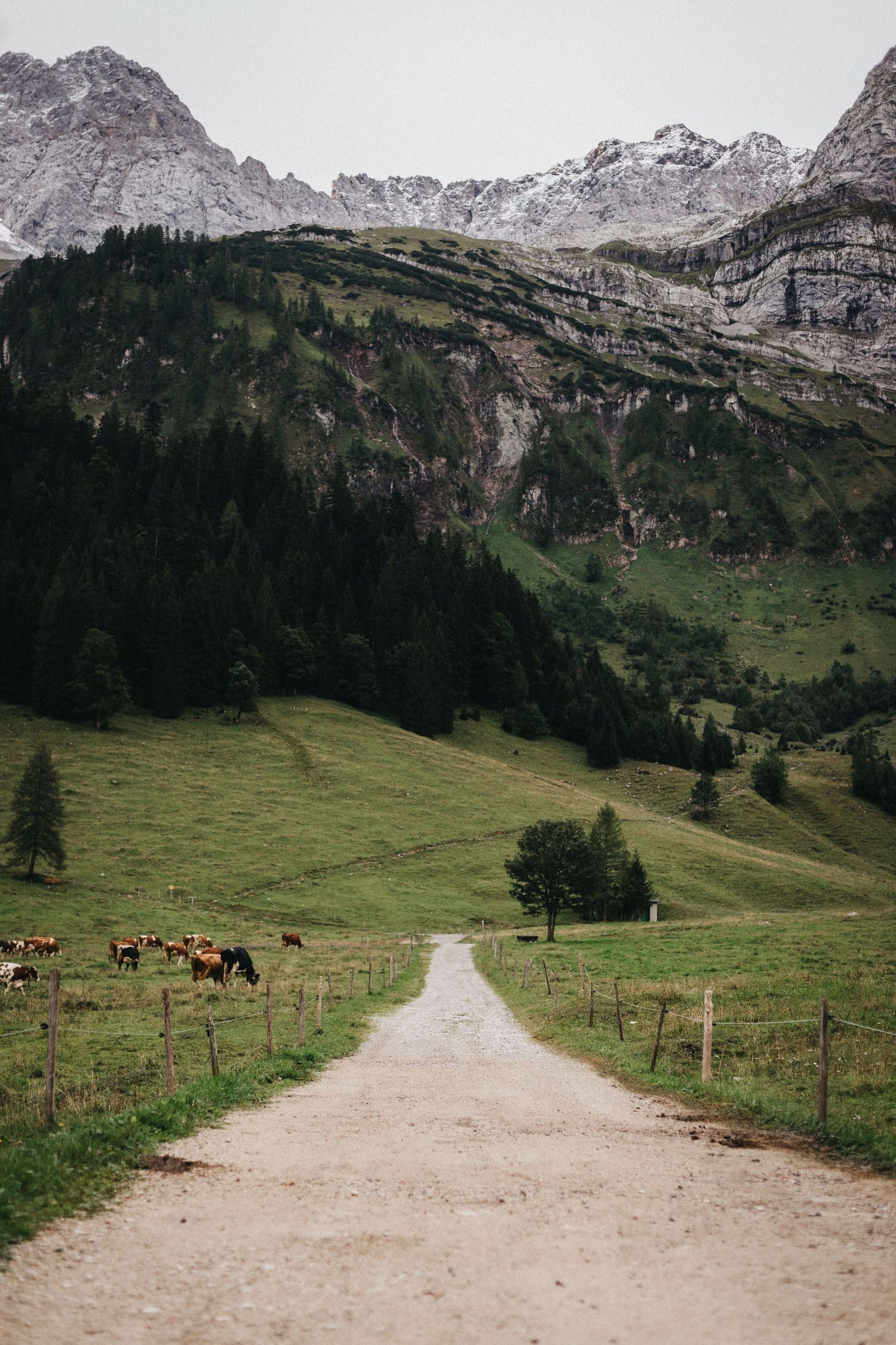 Dirt path leading through alpine meadow towards dramatic mountain peaks.