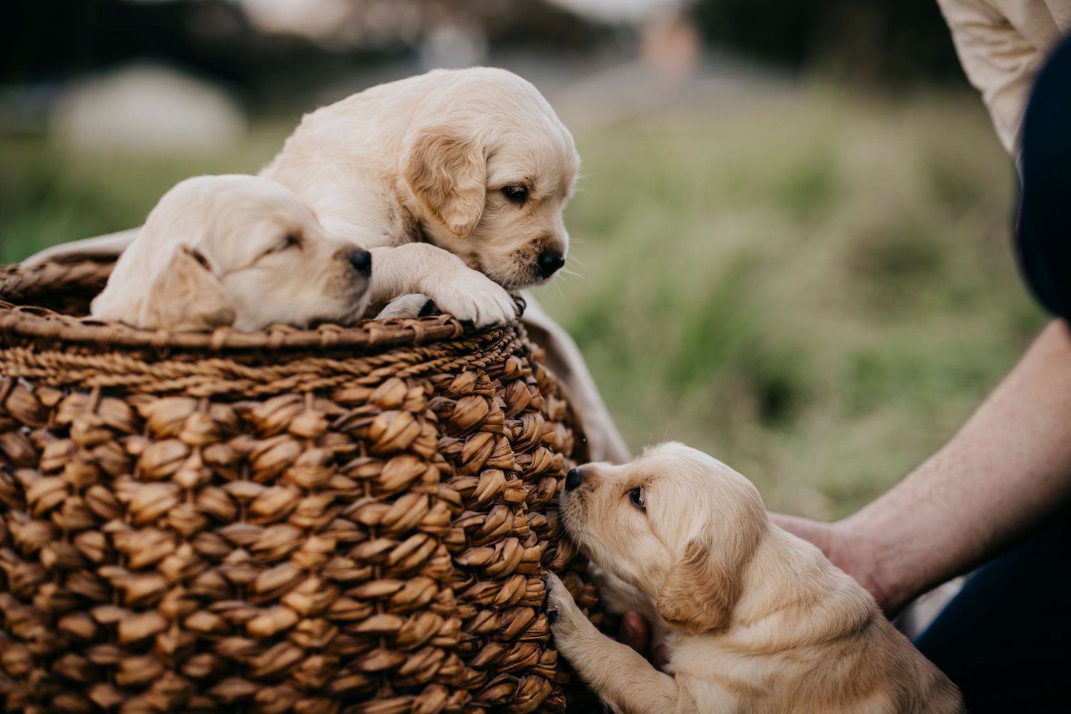 Three golden retriever puppies resting in woven basket as hand reaches to pet them.