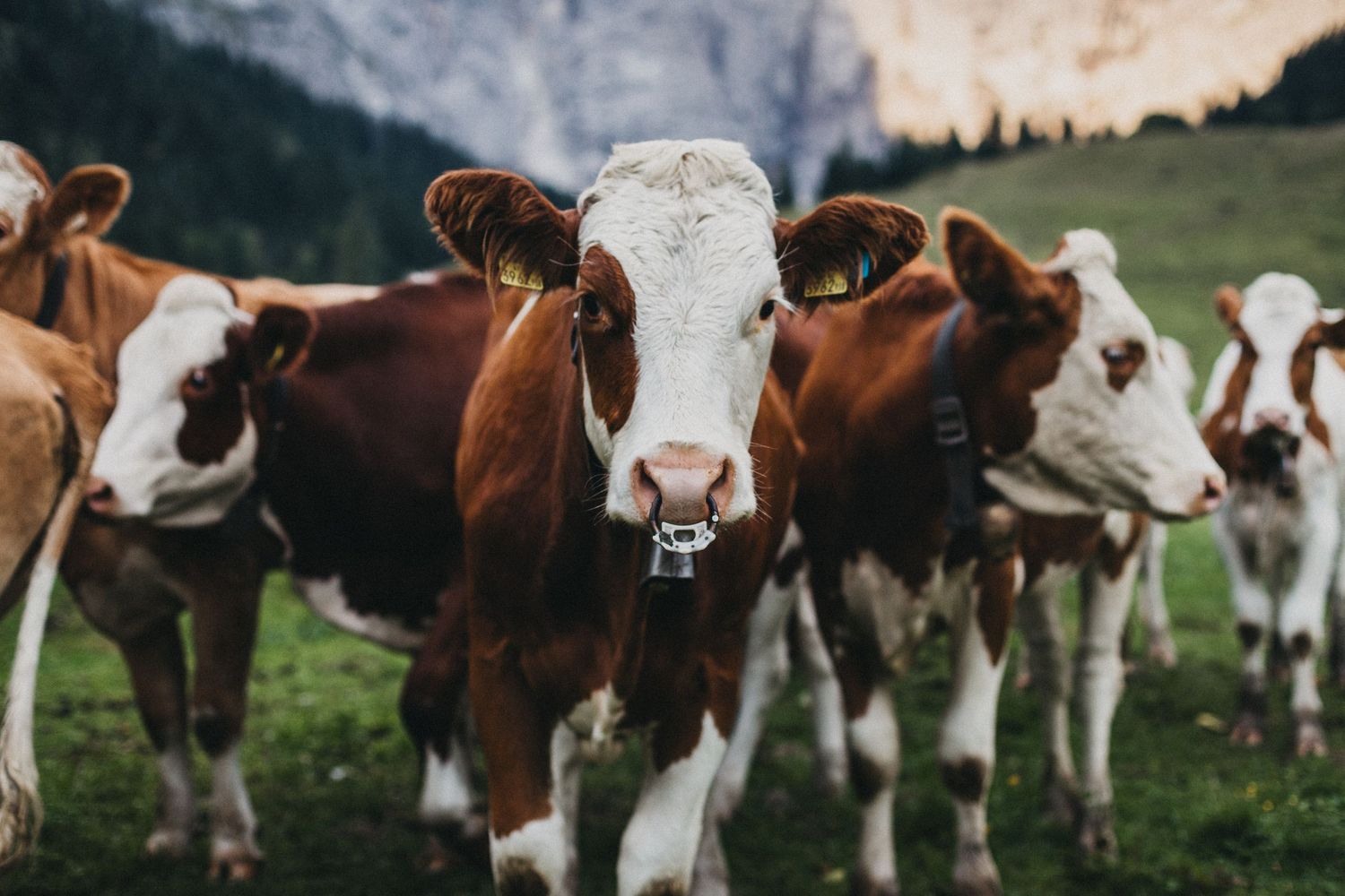 Close-up of brown and white cows standing together in a mountain pasture.
