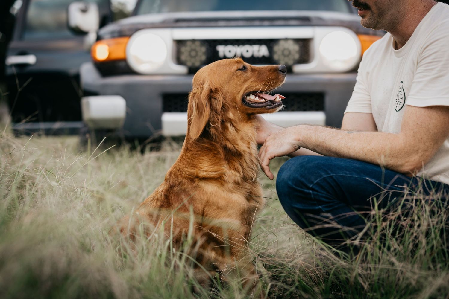 Golden retriever sitting in tall grass next to Toyota FJ Cruiser.