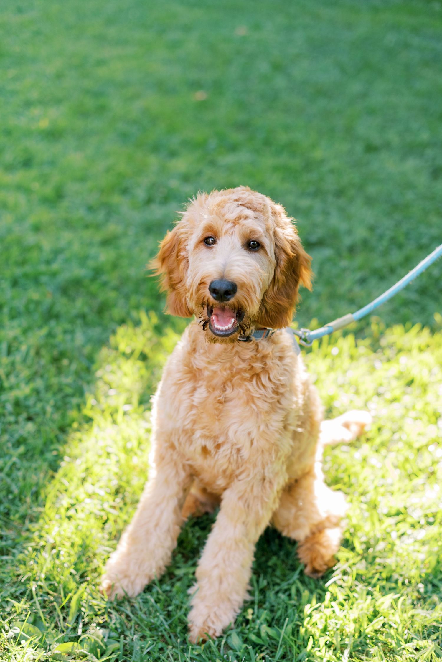 Two happy golden doodle dogs lying on green grass in dappled sunlight.