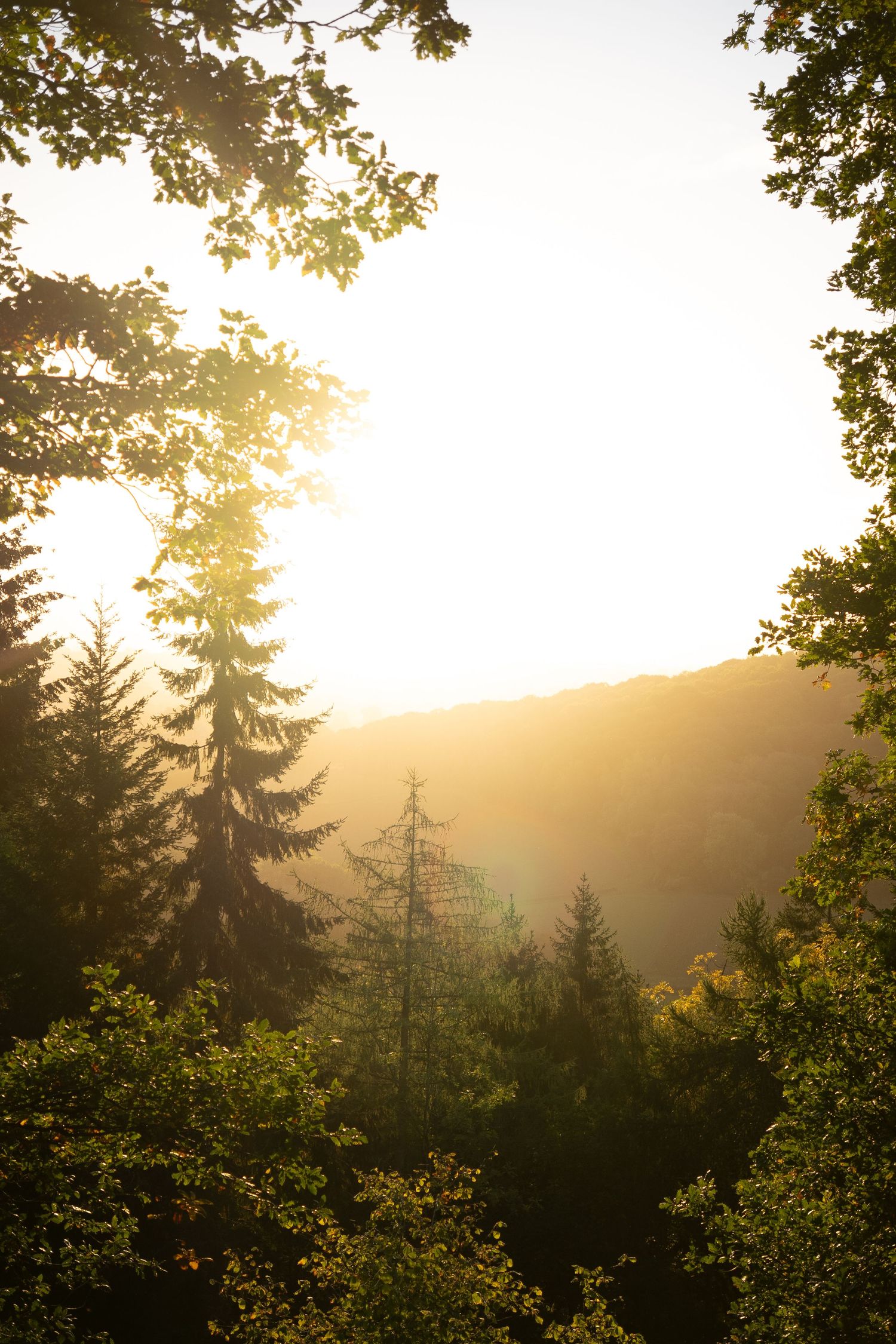 Golden sunset light filtering through lush green forest trees with misty mountain valley visible in background.