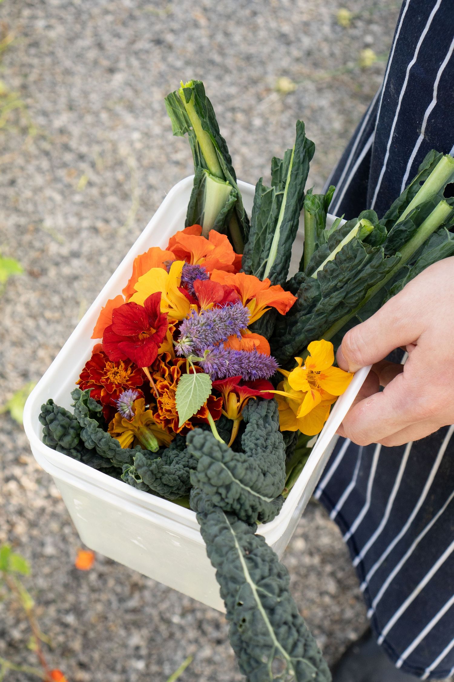 Chef carrying white container filled with fresh harvested kale, nasturtiums, and colorful edible flowers from kitchen garden.
