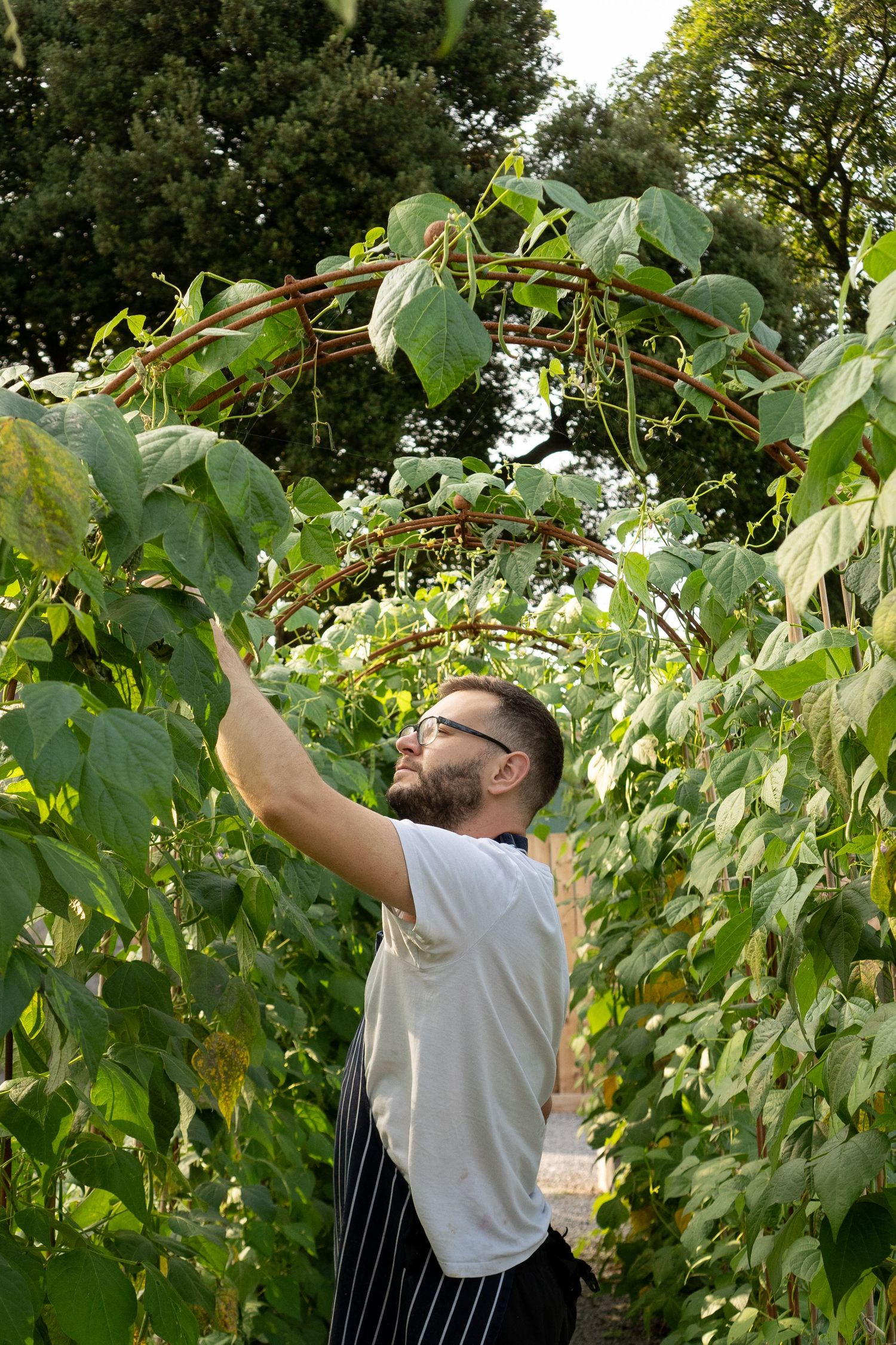 Chef in striped apron harvesting fresh green beans from arched garden trellis in a lush kitchen garden.