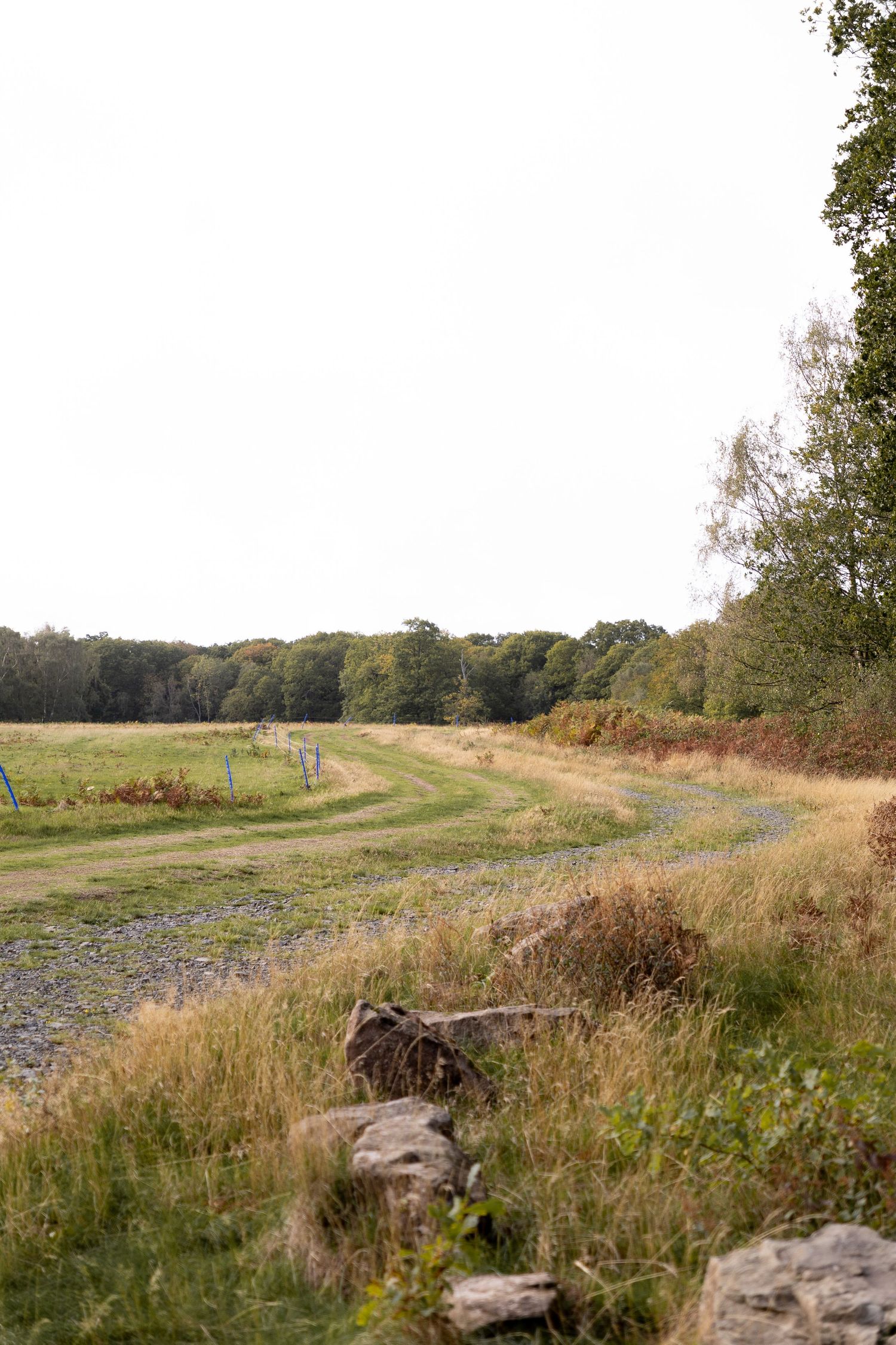 Rural countryside landscape with winding gravel path through golden meadow grass, bordered by woodland trees under overcast sky.