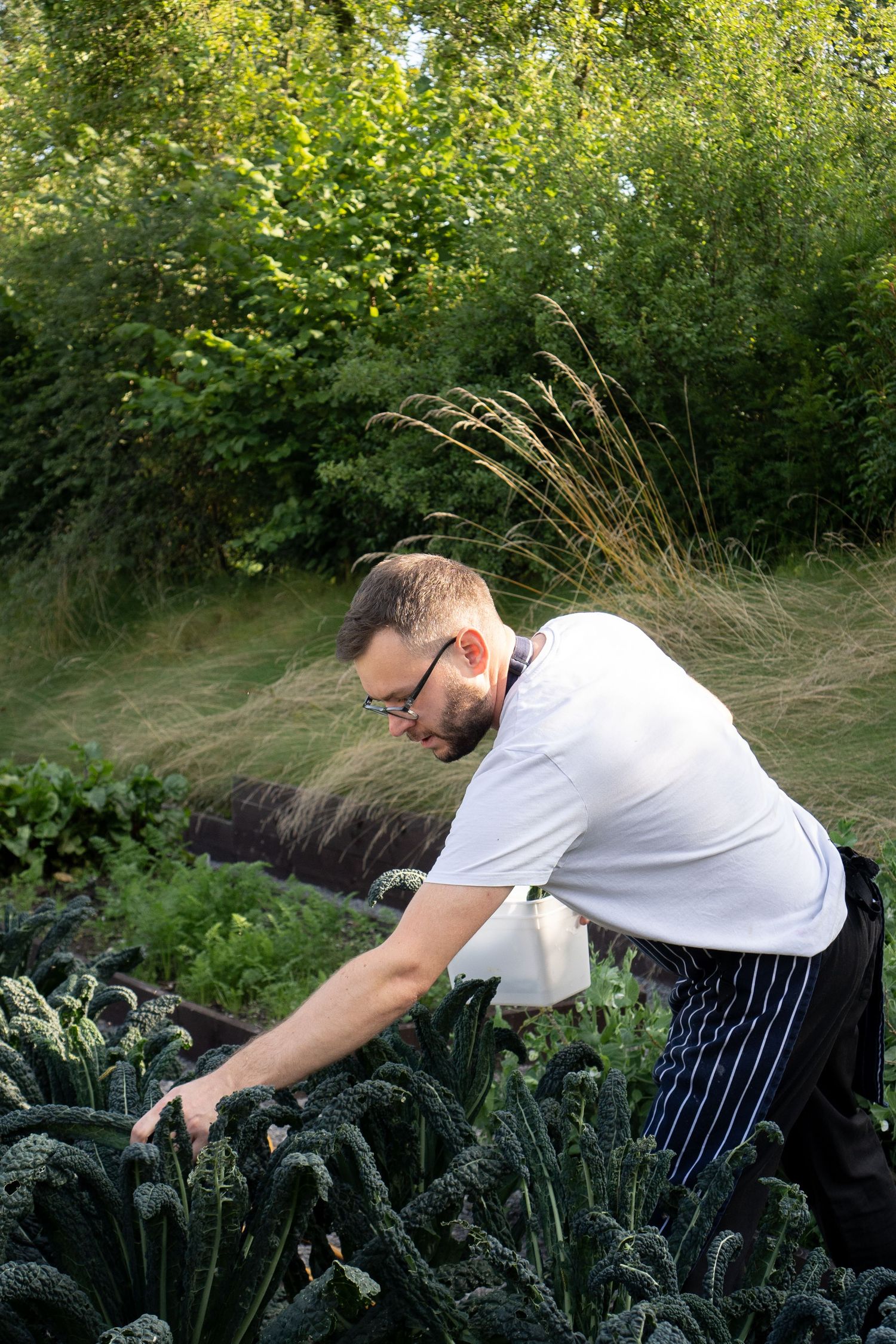 Chef in white uniform harvesting fresh kale from an outdoor kitchen garden.