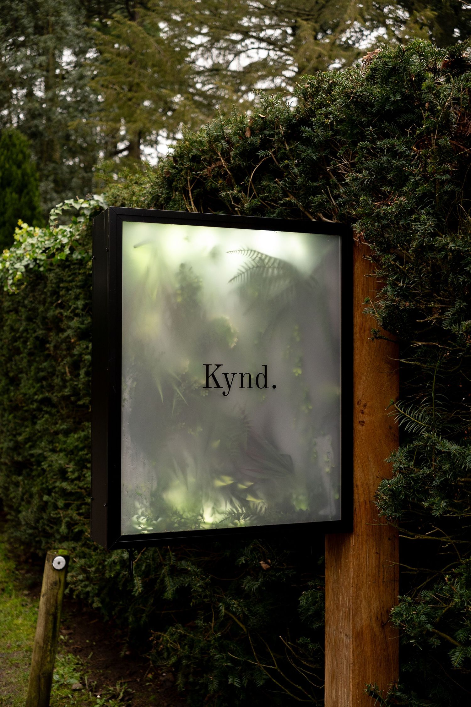 Illuminated outdoor sign for Kynd restaurant surrounded by lush green ferns and hedges.