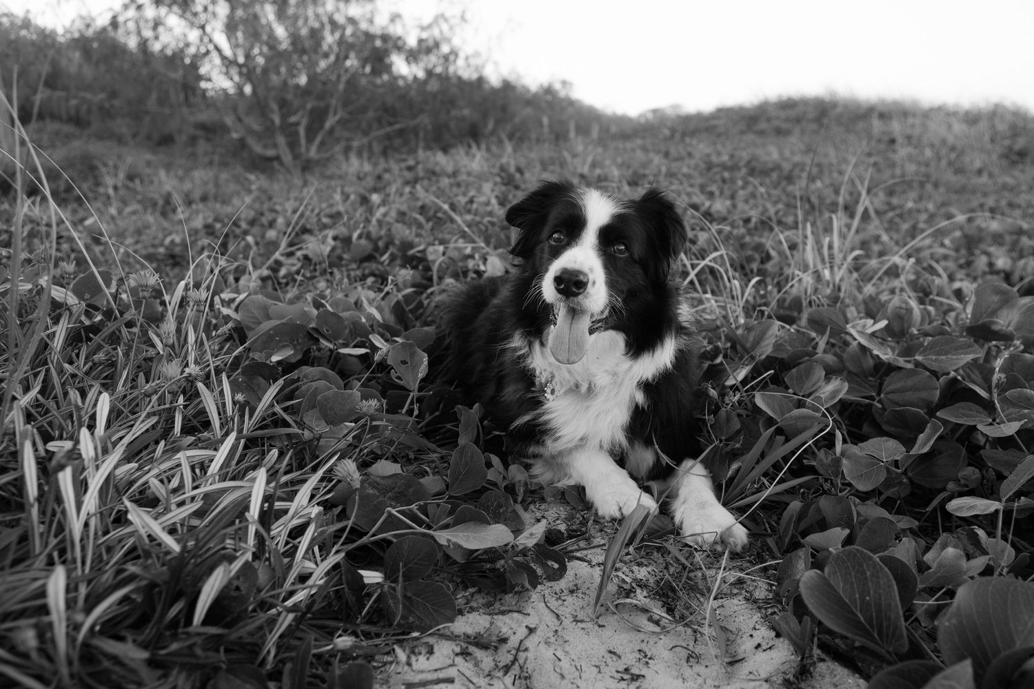 Black and white portrait of a border collie dog resting in leafy ground cover.