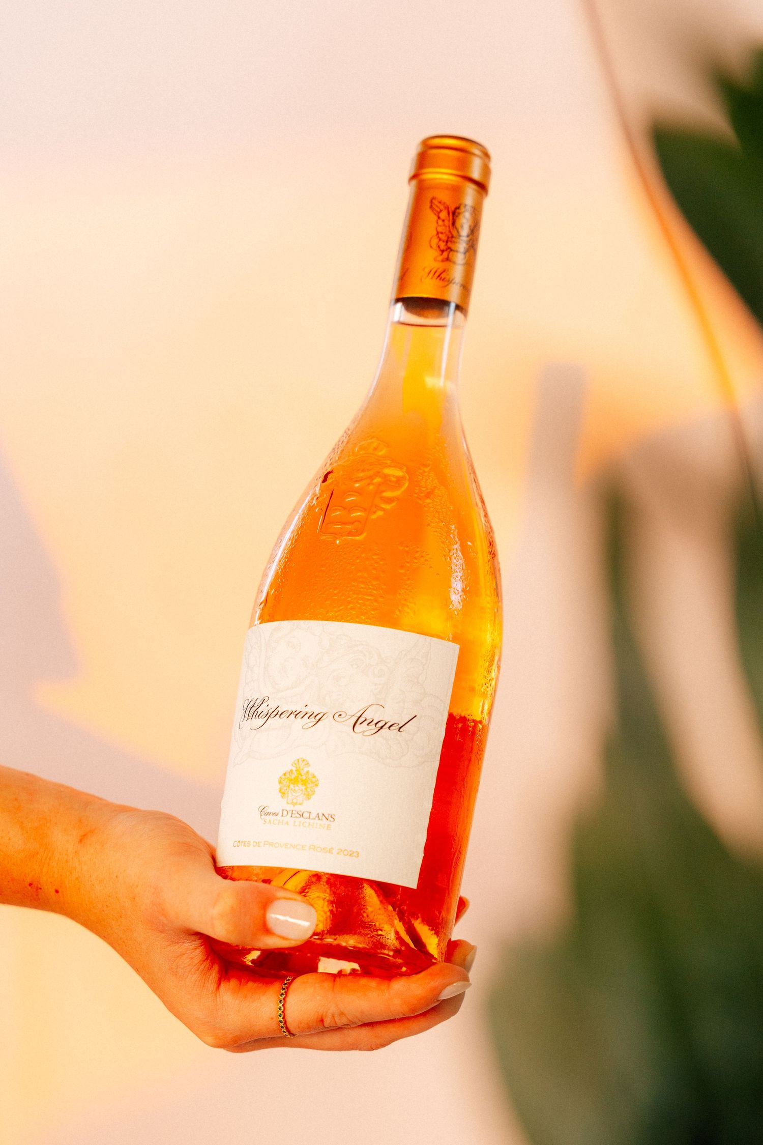 Close-up of a hand holding a large bottle of Whispering Angel rosé wine in warm golden light.