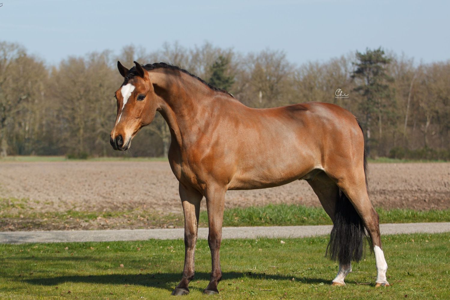 Elegant bay horse with a white blaze and one white sock standing on green grass in a sunny field.