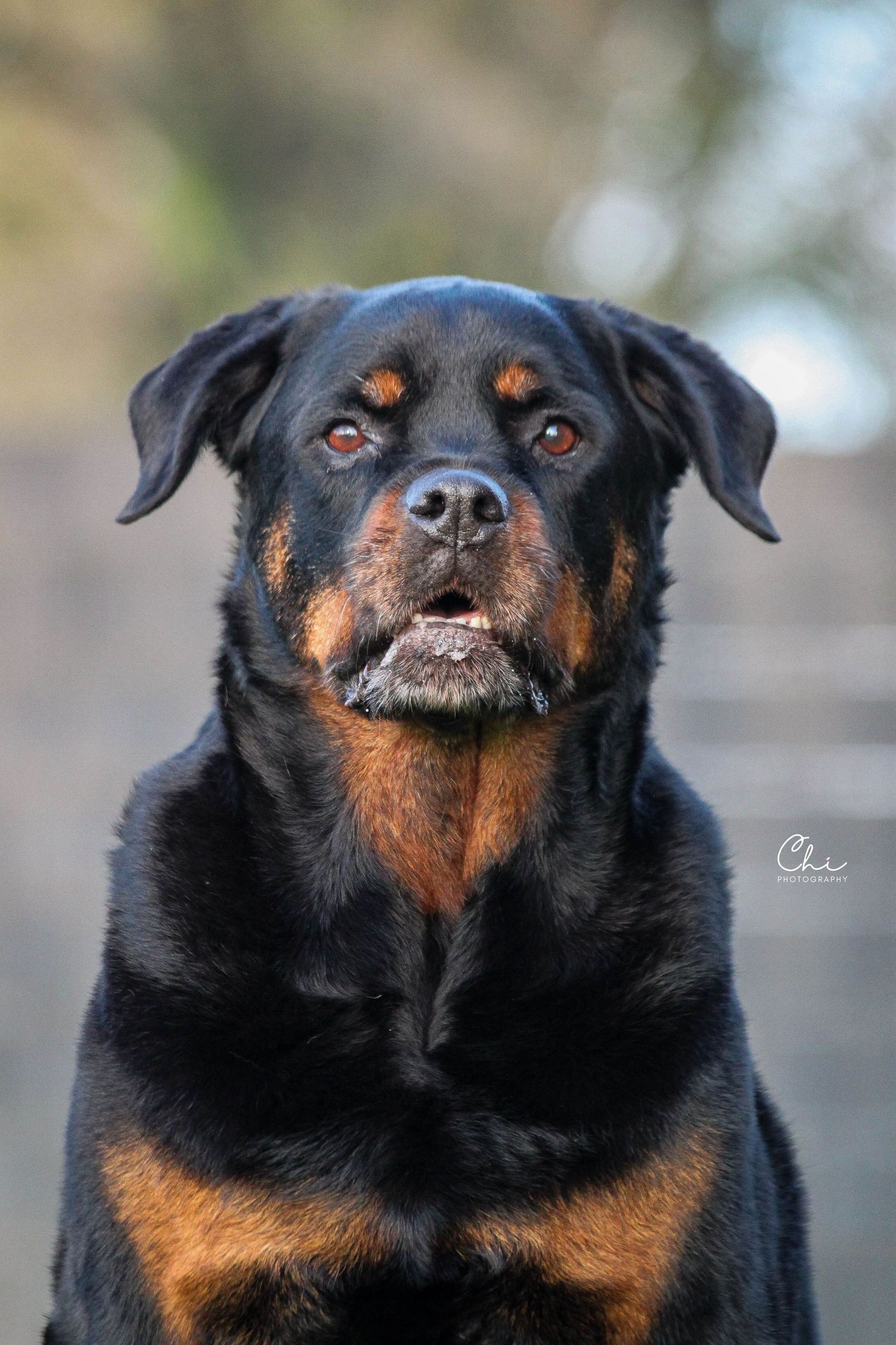 Close-up portrait of a majestic Rottweiler dog with black and tan markings looking alert.