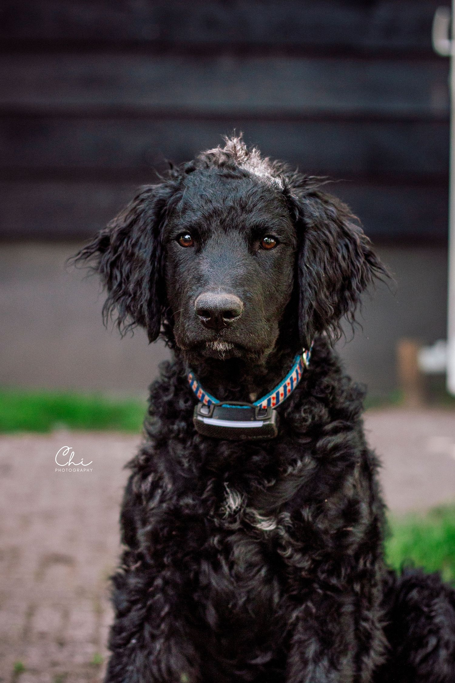 Black curly-coated dog wearing a colorful collar sitting and looking at the camera.