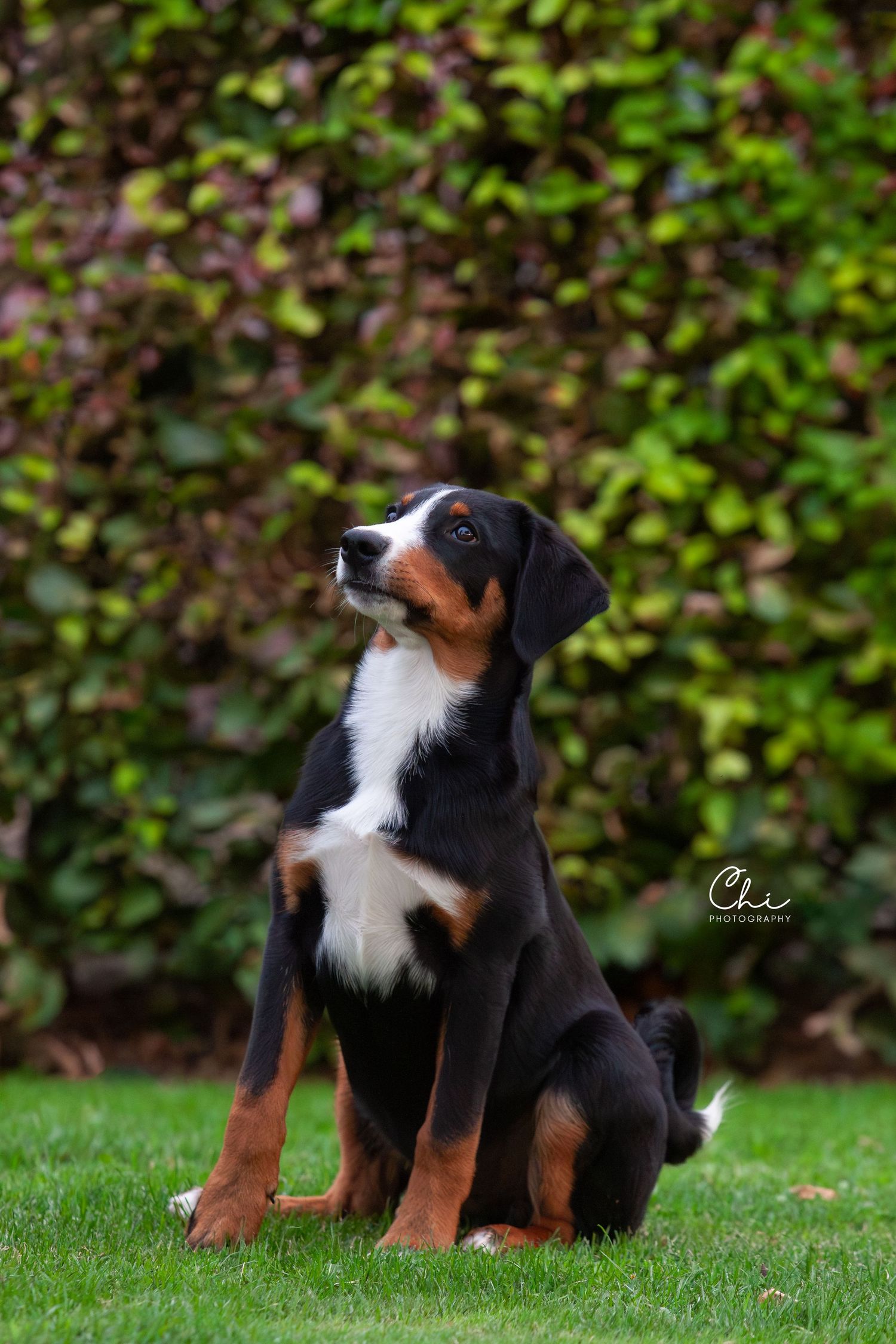 Tri-color Appenzeller Sennenhund puppy sitting attentively on grass in front of green hedge.