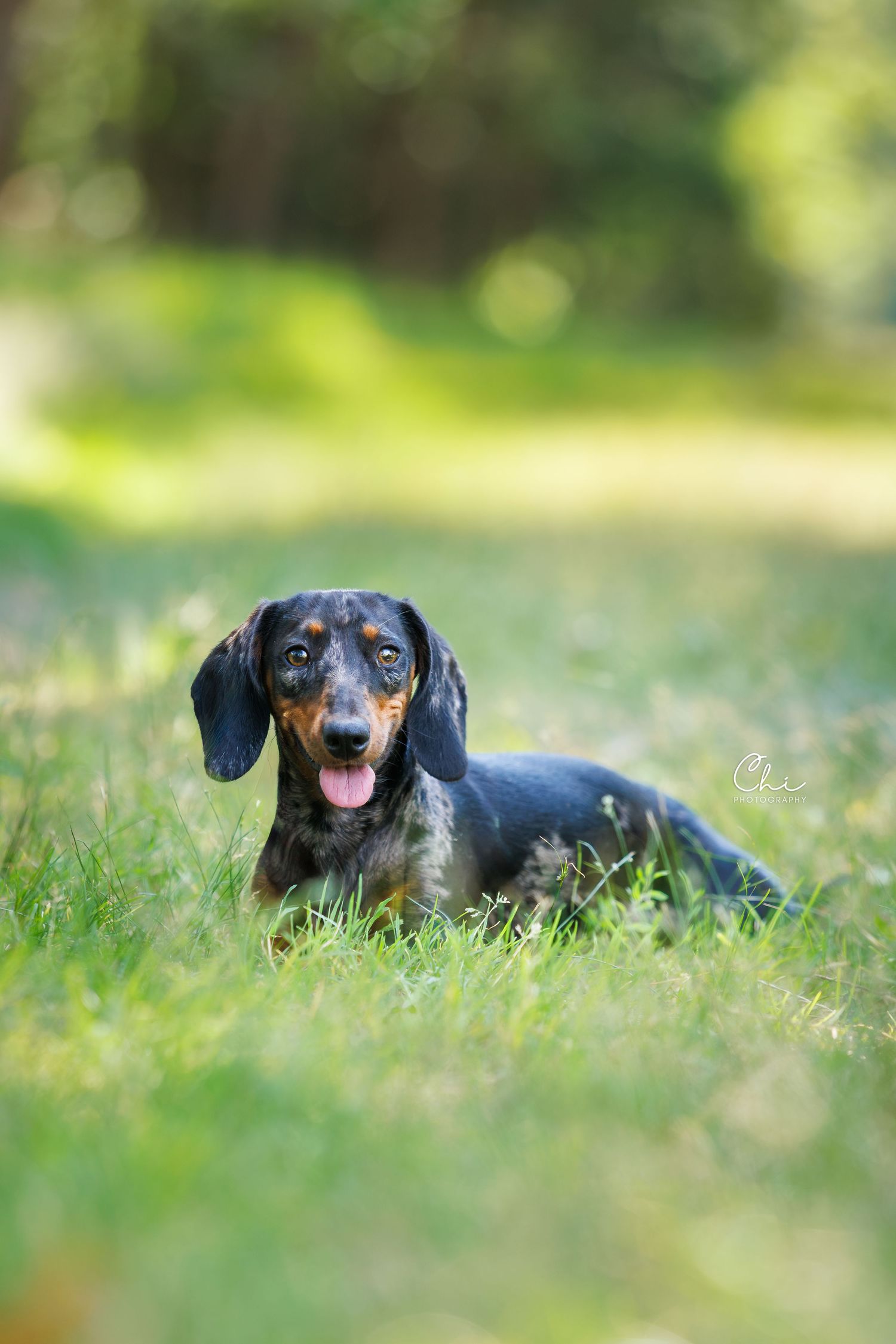 Black and tan dachshund lying in green grass with tongue out, bokeh forest background.
