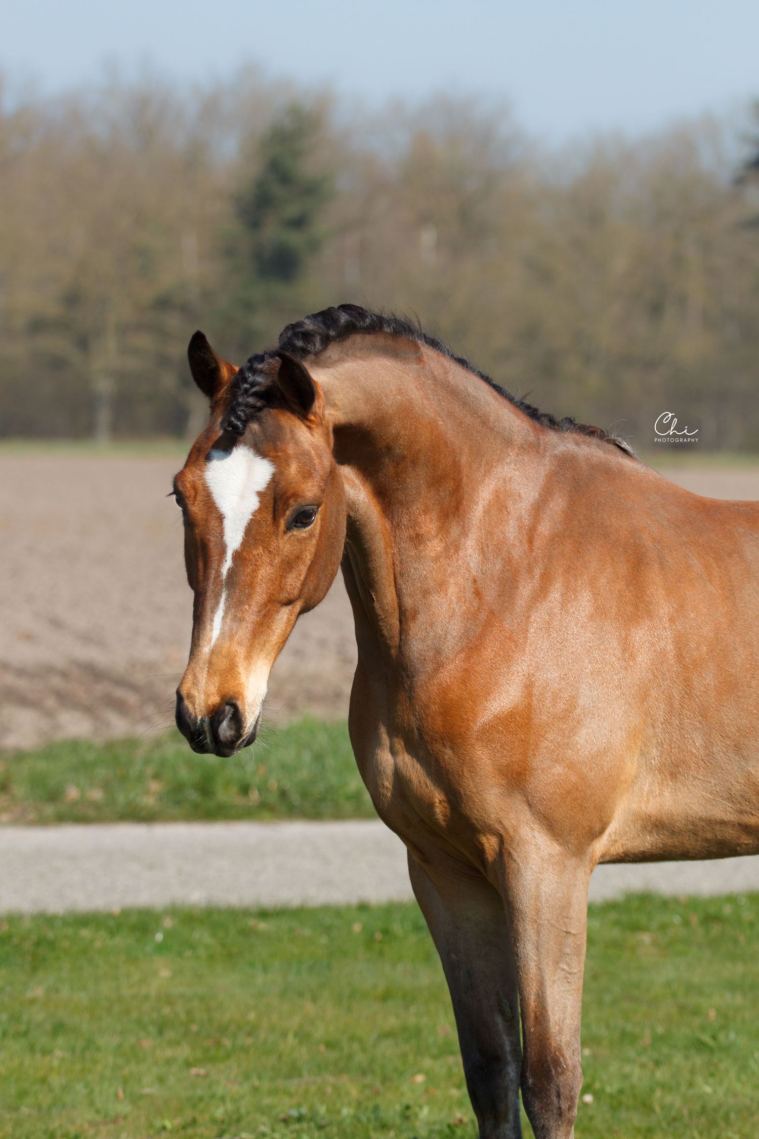 Close-up portrait of a bay horse with a white blaze standing in a green field on a sunny day.