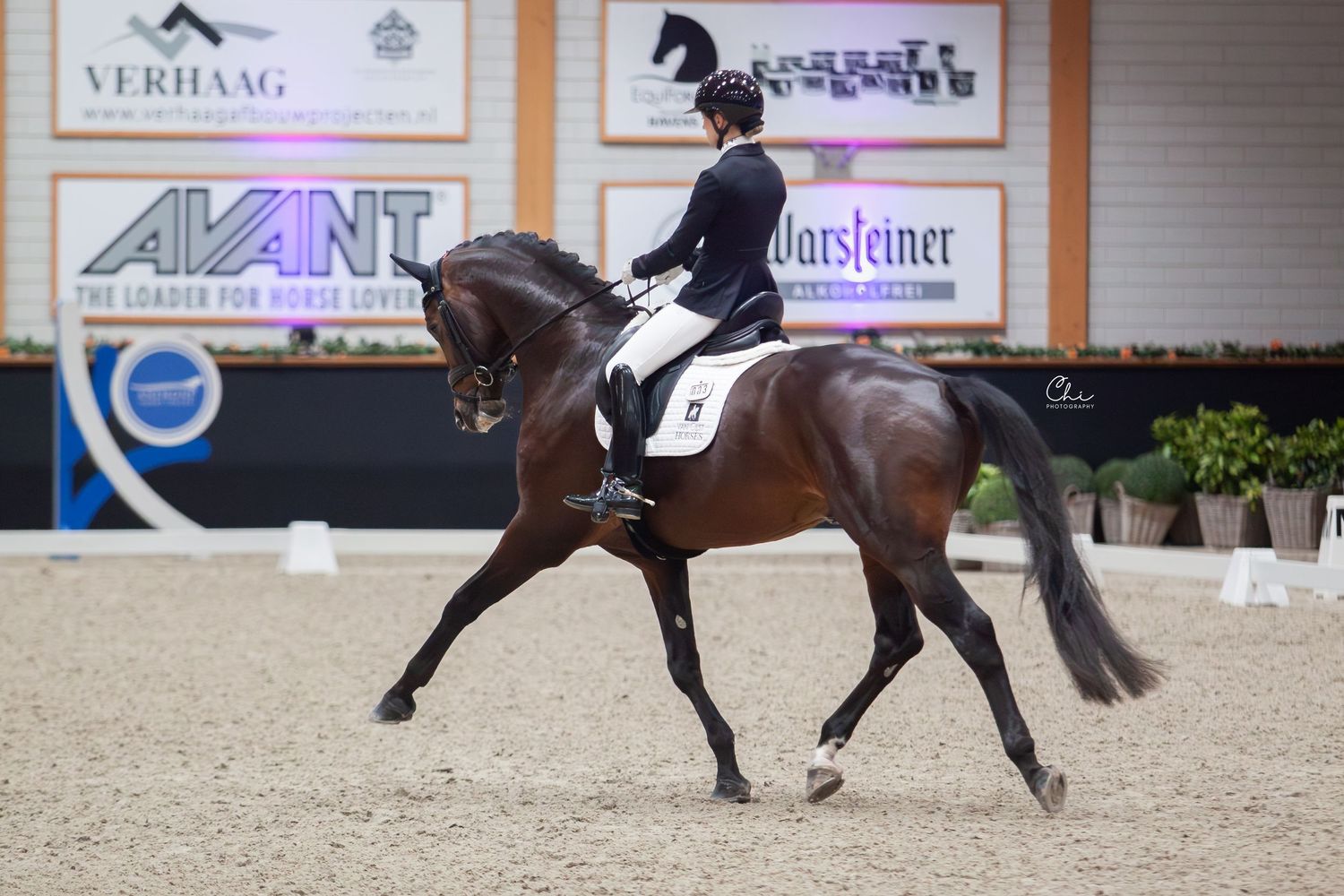 A skilled equestrian rider guides a dark bay horse through a dressage routine in an indoor arena.