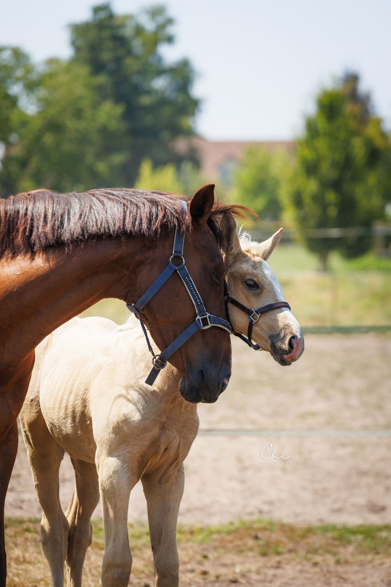 A brown mare and pale foal stand together in a sandy paddock with green trees and a building in the background.